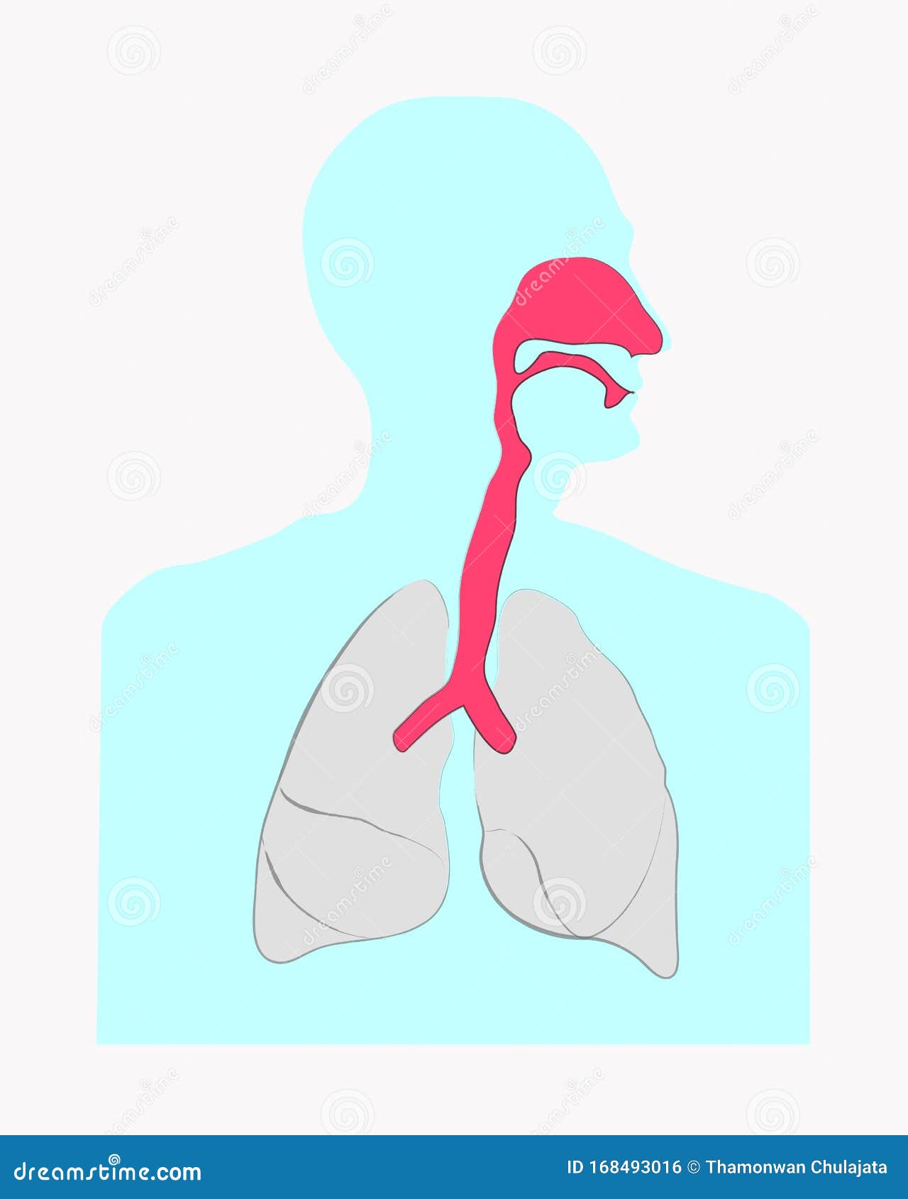 Respiratory System Diagram Diagram | Quizlet