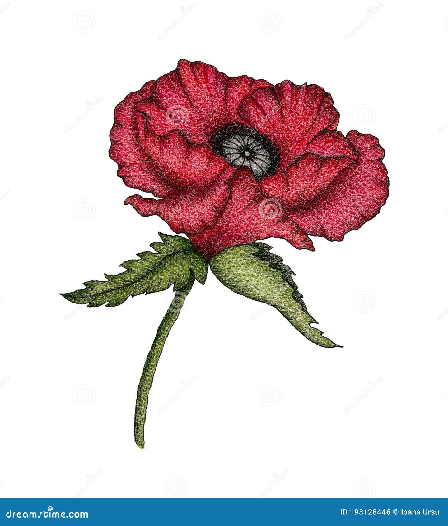 Vintage Red Poppy Flower, Botanical Hand Drawn Illustration with ...