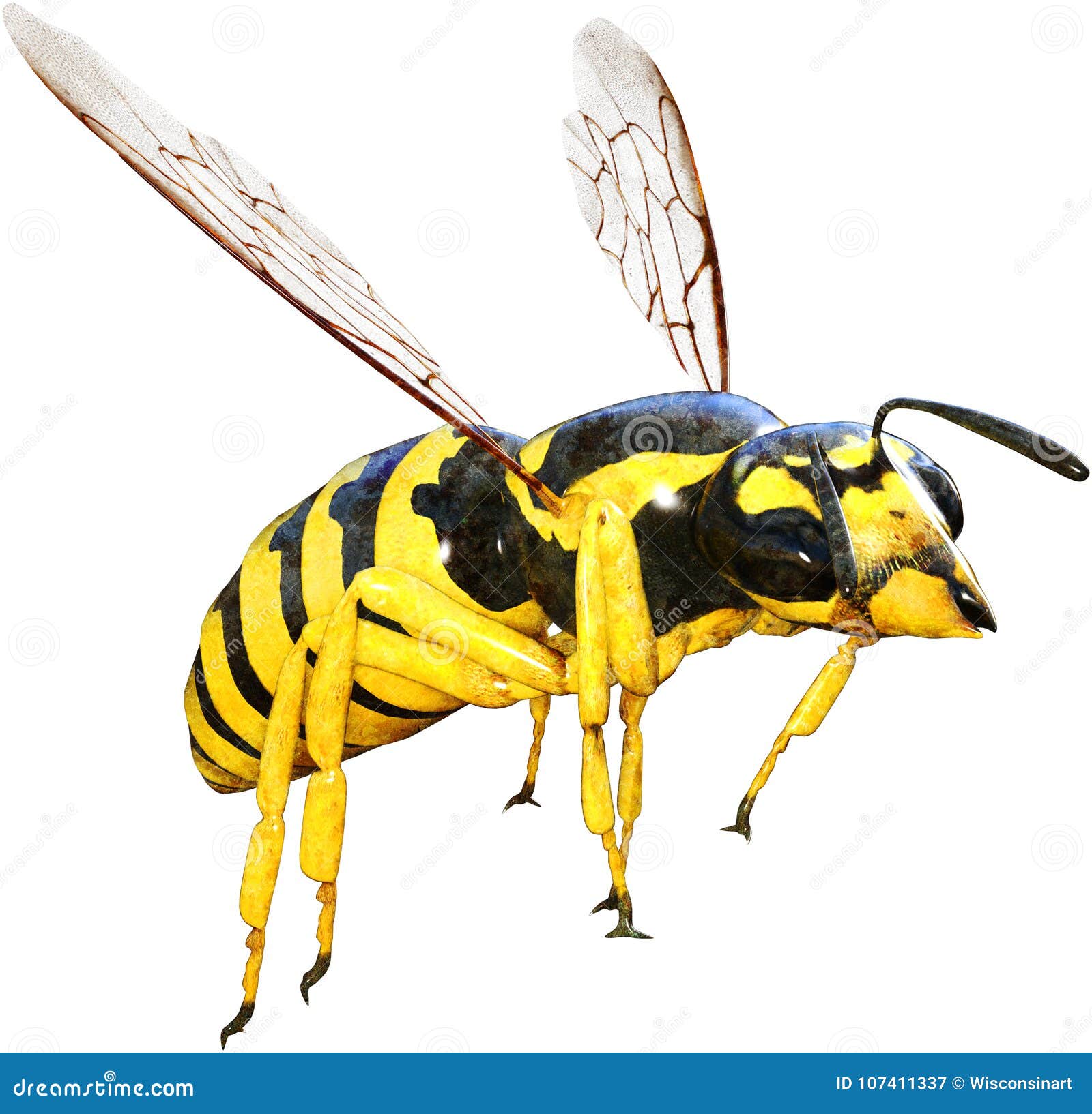 wasp, bee, insect, bug, 