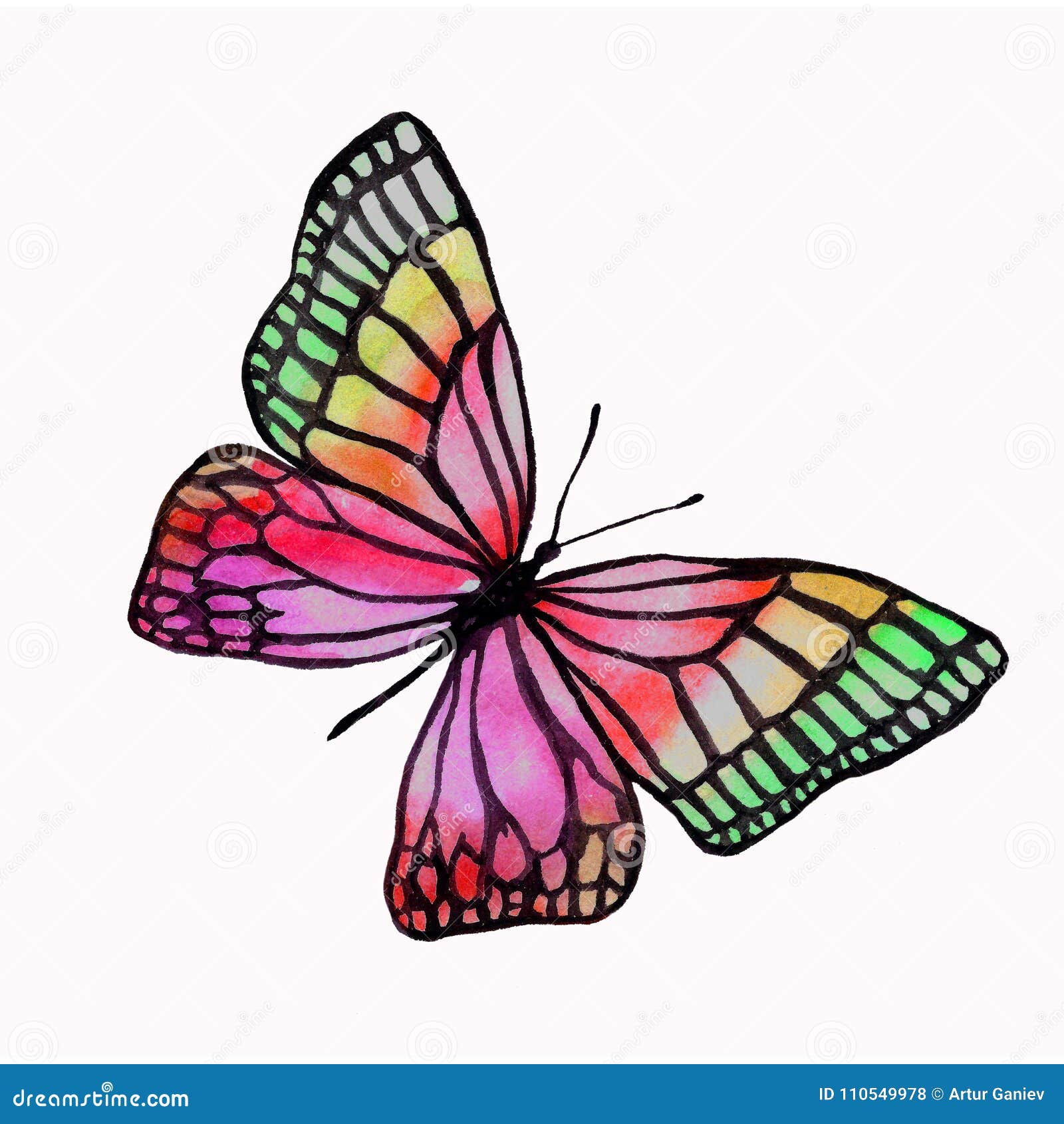 Illustration of a Watercolor Butterfly with a Black Outline. Stock ...