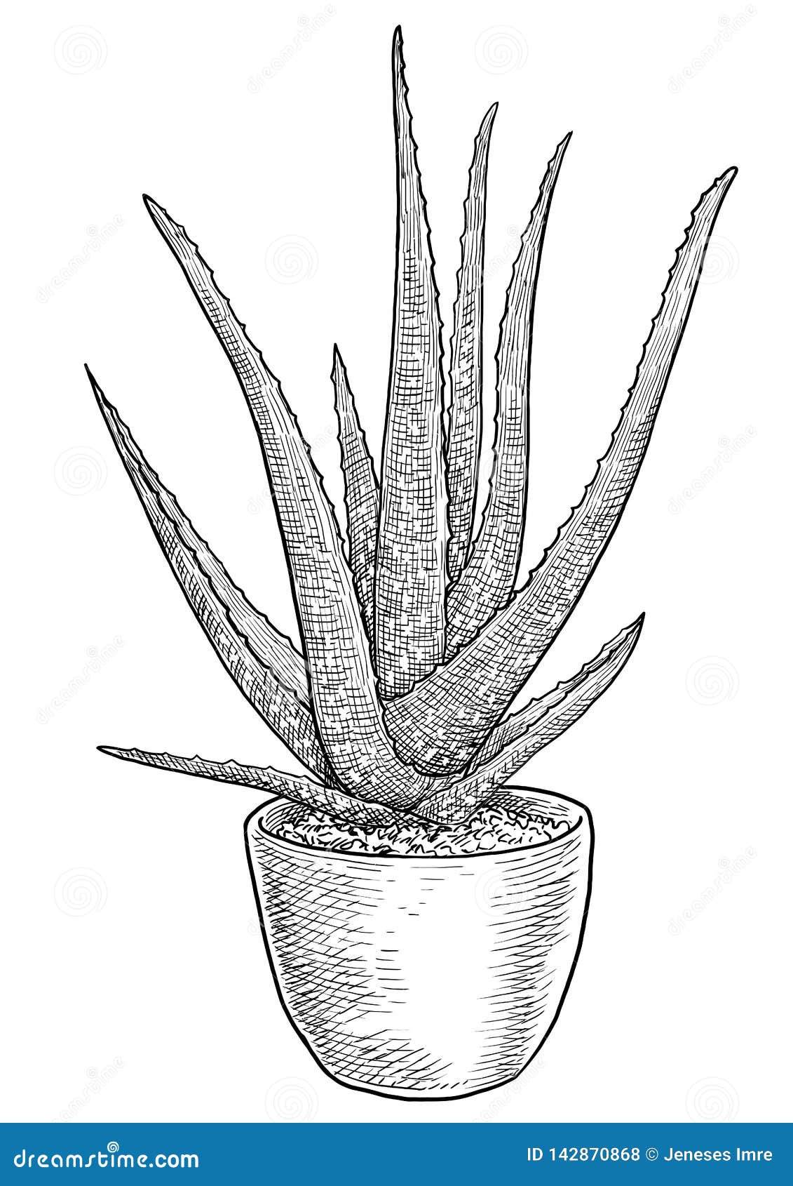 Aloe Vera In Pot Illustration Drawing Engraving Ink Line Art Vector Stock Vector