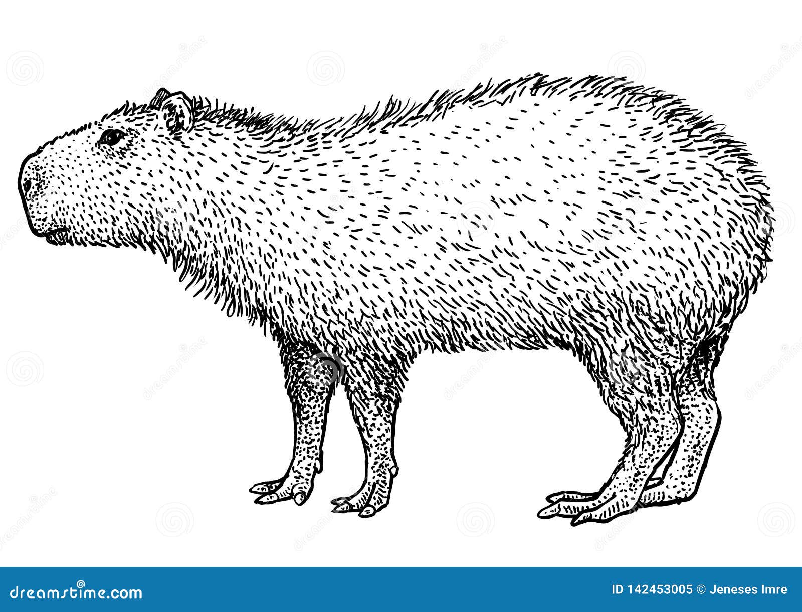 Download Capybara, Mammal, Capibara. Royalty-Free Vector Graphic