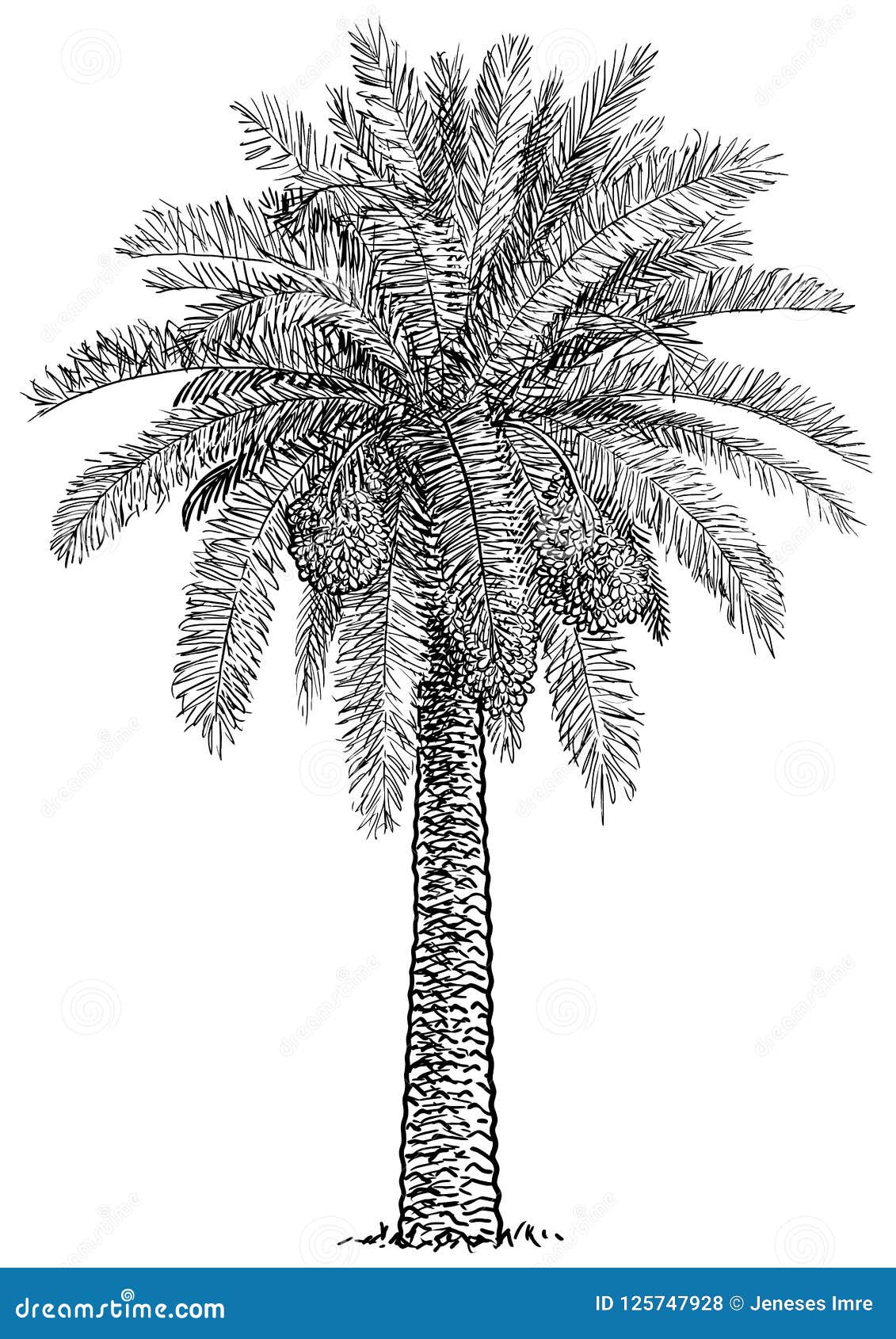 Cartoon Palm Tree Drawing - How To Draw A Cartoon Palm Tree Step By Step!