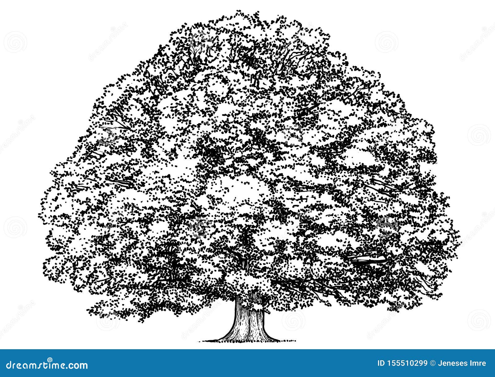 Oak Tree Illustration, Drawing, Engraving, Ink, Line Art, Vector Stock ...