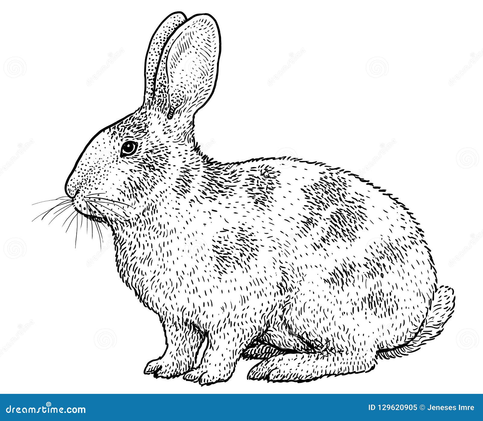 На рисунке изображены горностаевые кролики. Кролик рисунок вектор. Кролик эскиз. Графическая иллюстрация кролик.