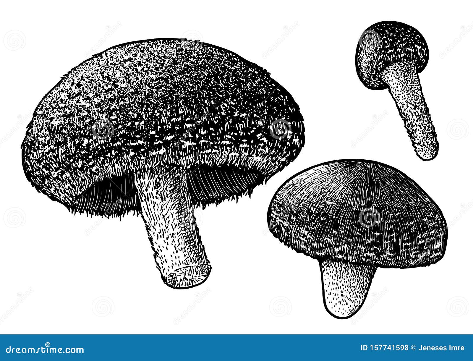 Shiitake Mushroom Illustration, Drawing, Engraving, Ink, Line Art