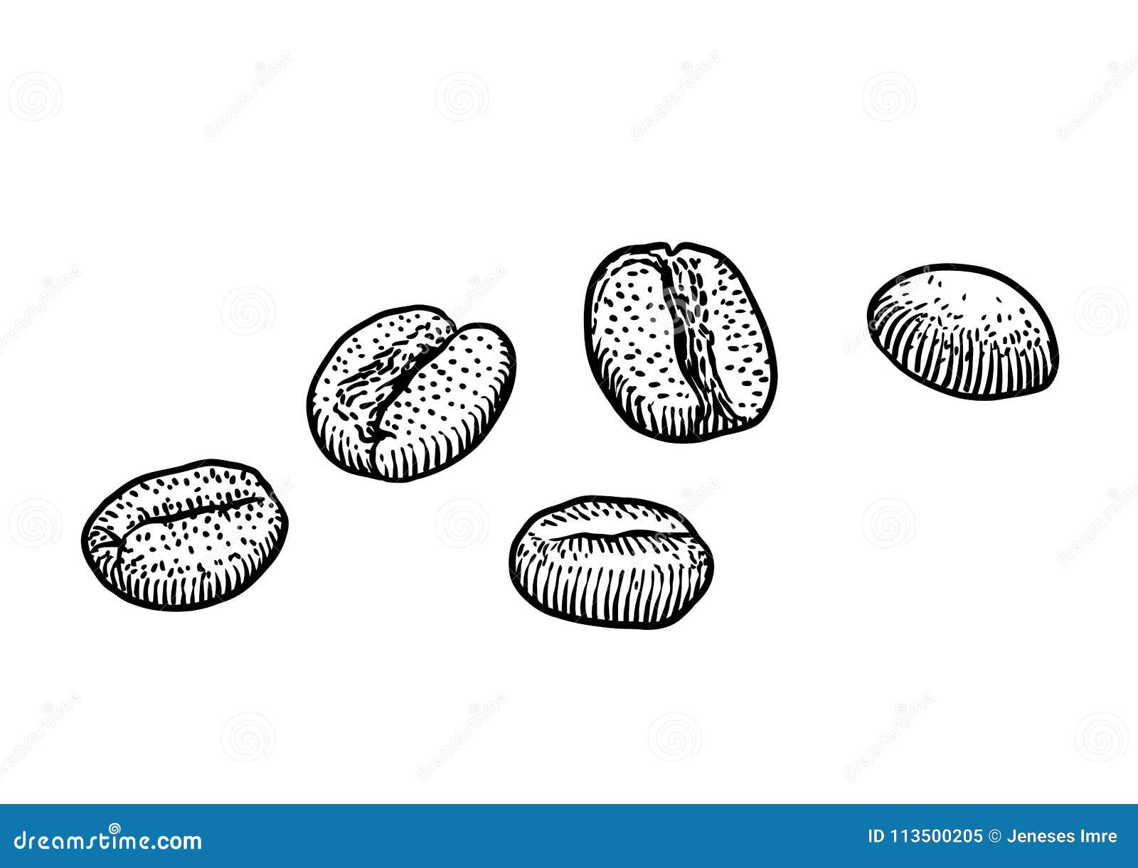 Coffee Bean Illustration, Drawing, Engraving, Ink, Line Art, Vector ...