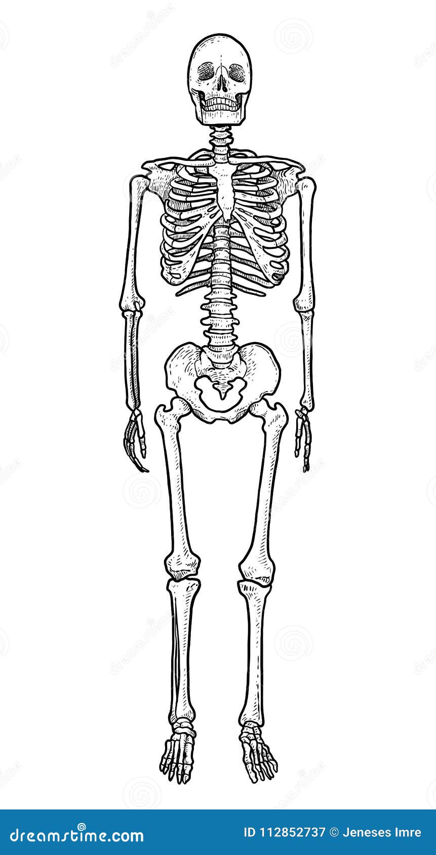Skeletal system human body bones Royalty Free Vector Image
