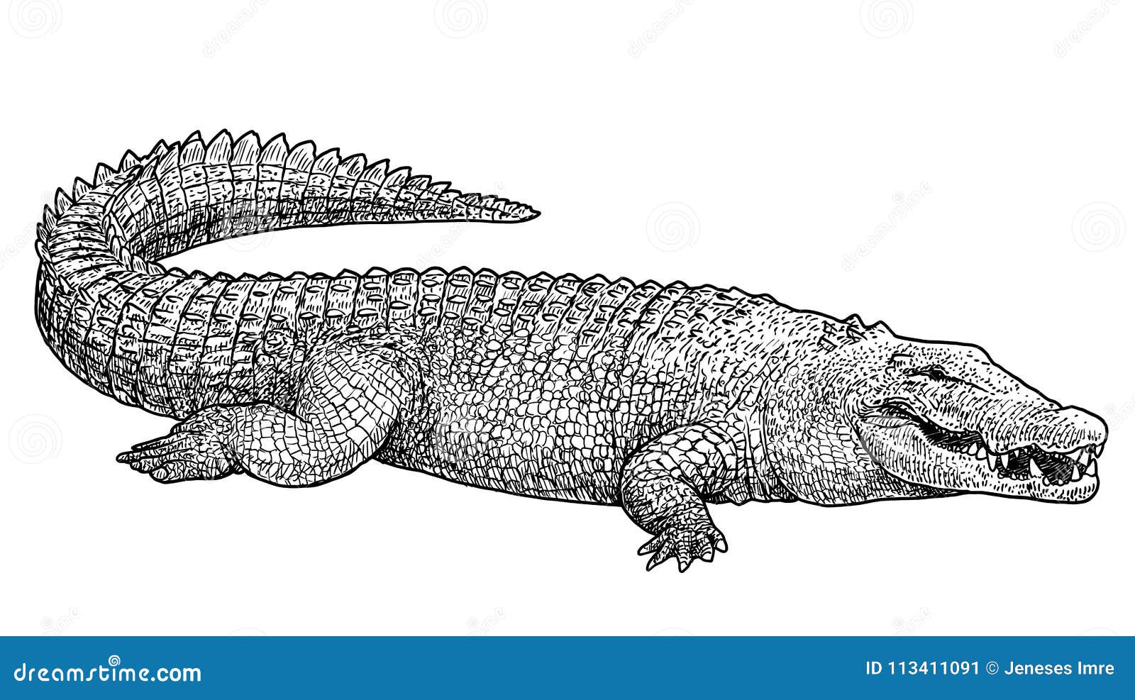Crocodile. Vector drawing Stock Vector | Adobe Stock