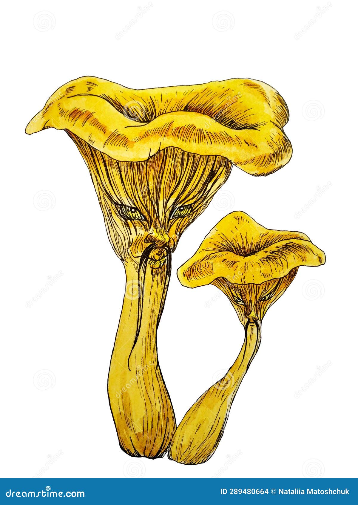 Illustration of a Yellow Mushroom. Stock Photo Illustration of mushrooms, head 289480664