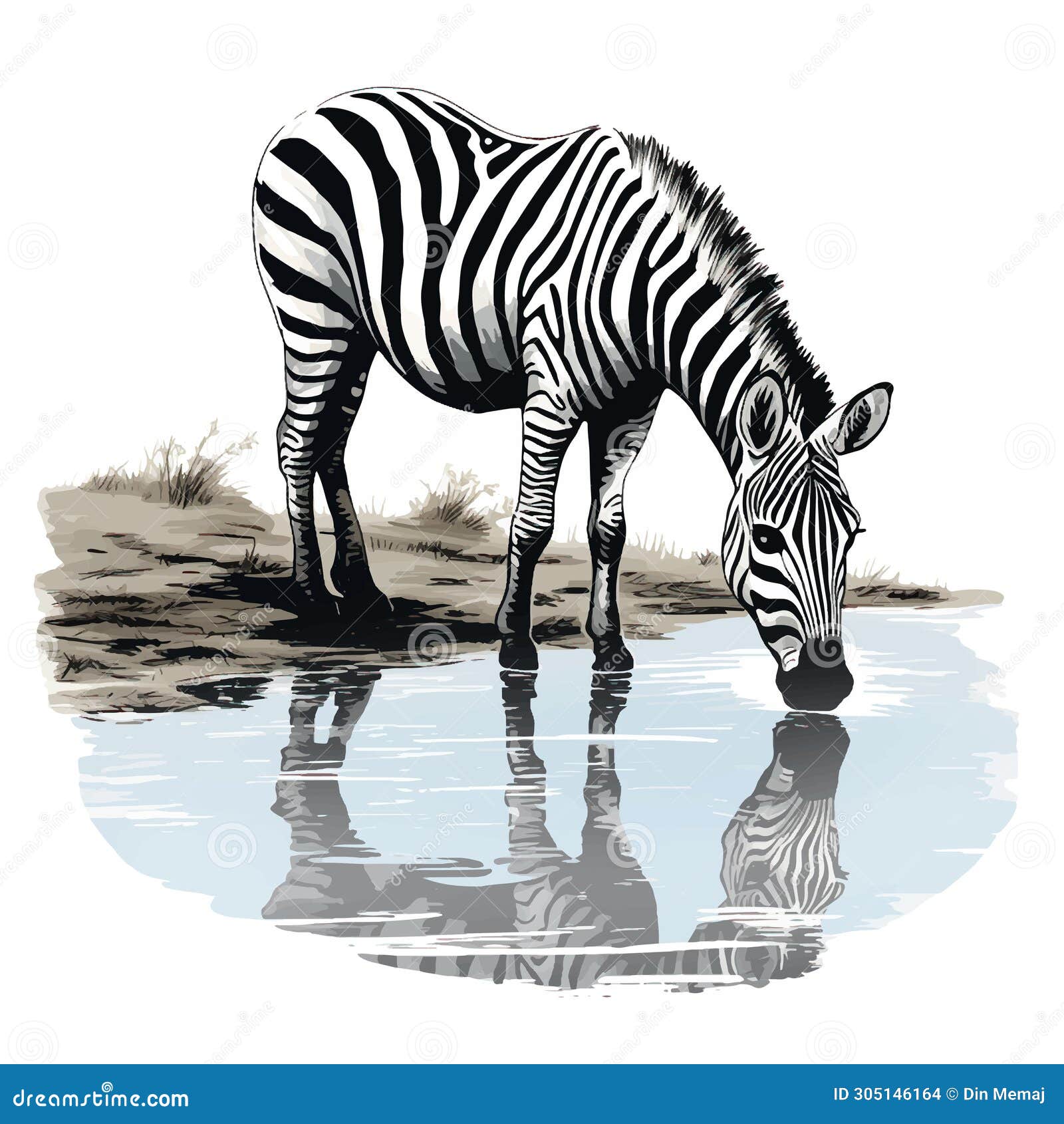 Zebra Drinking Water Drawing