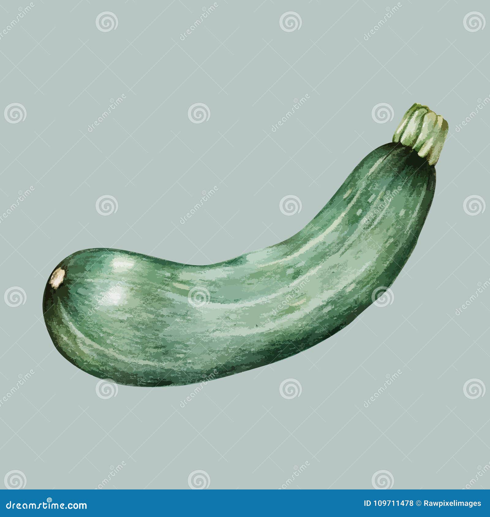 Zucchini Drawing Stock Illustrations 2,696 Zucchini Drawing Stock