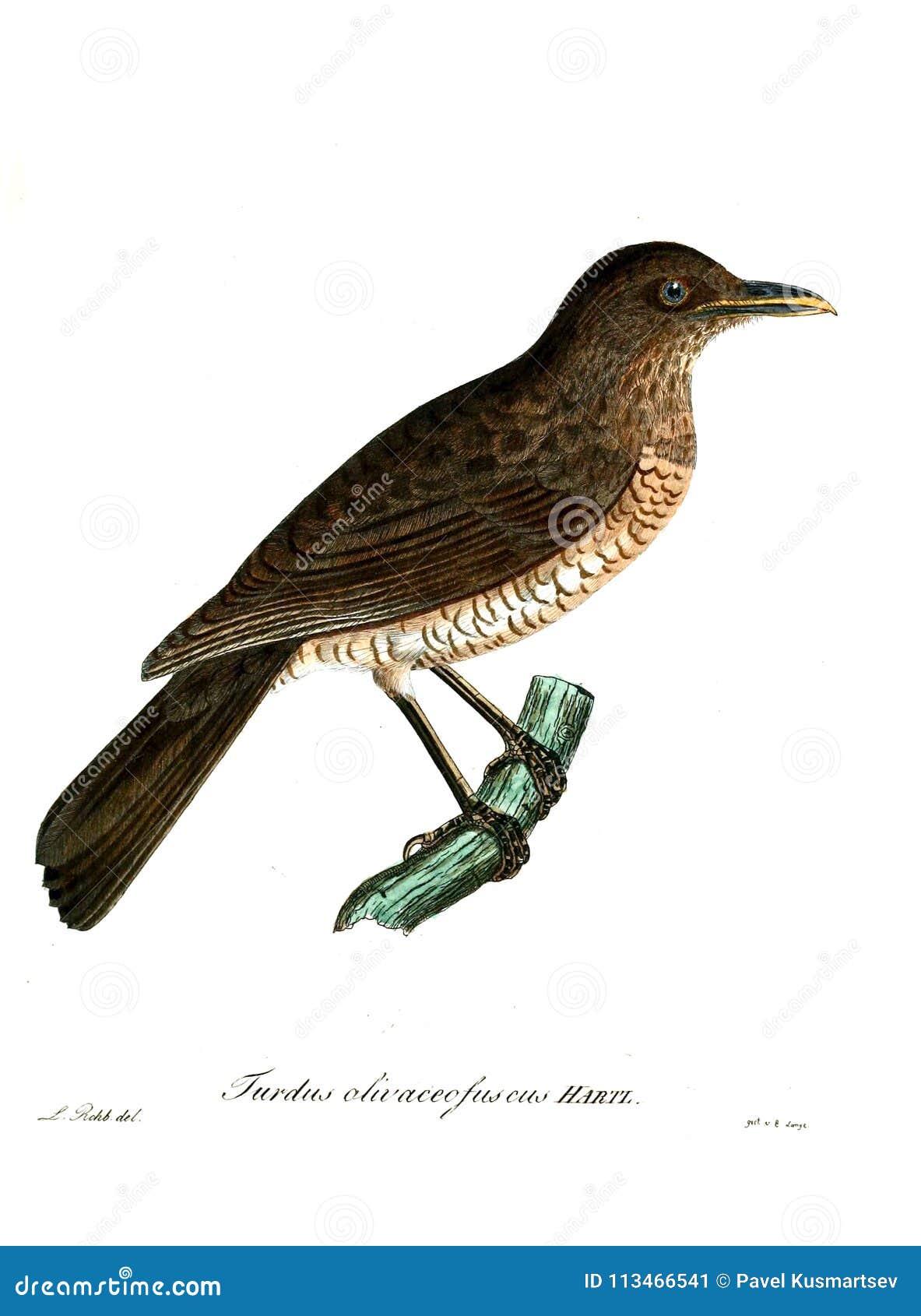 323 Victorian Animal Art Stock Photos Free & RoyaltyFree Stock