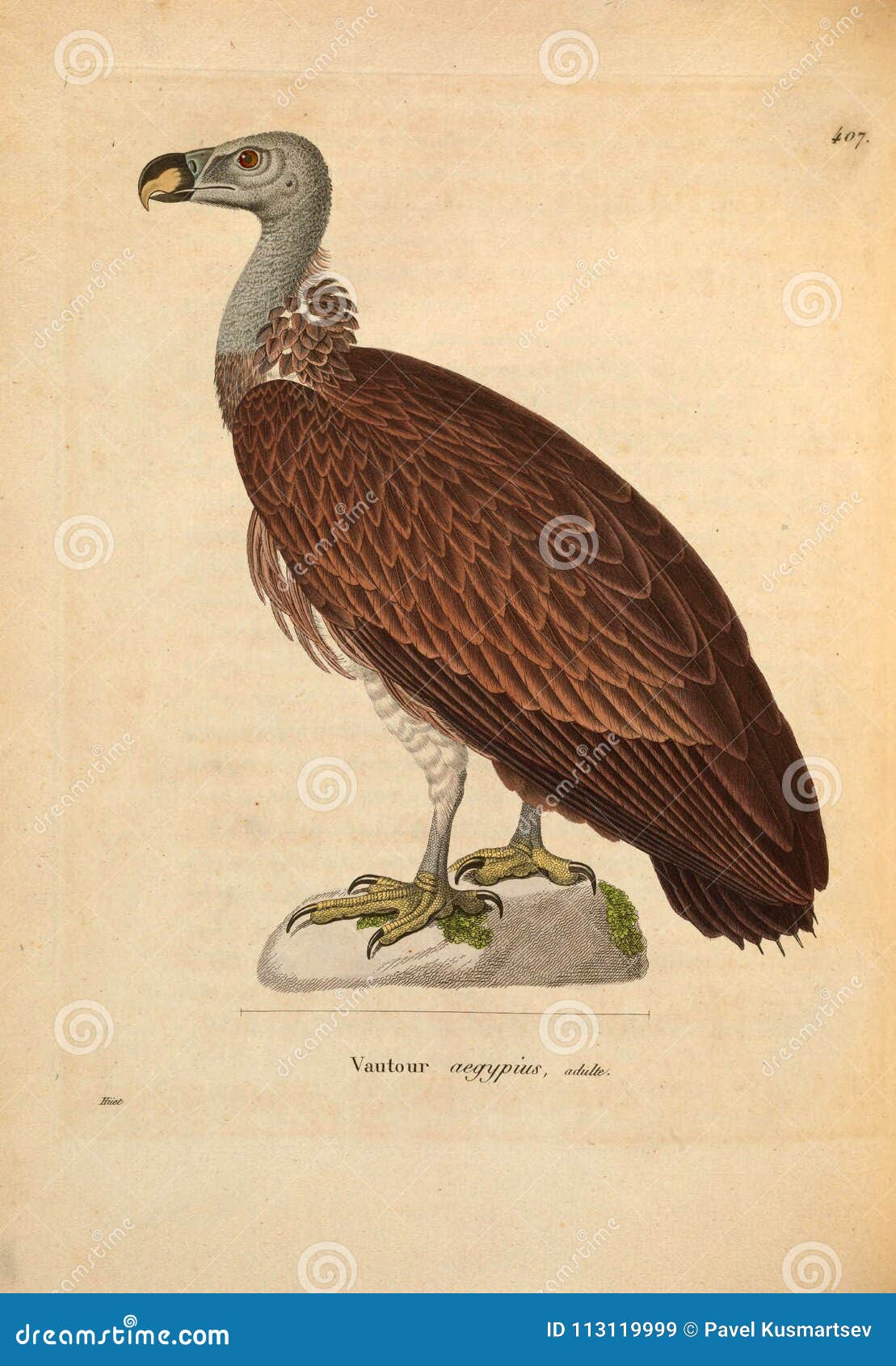 Illustrations of animal. stock illustration. Illustration of print