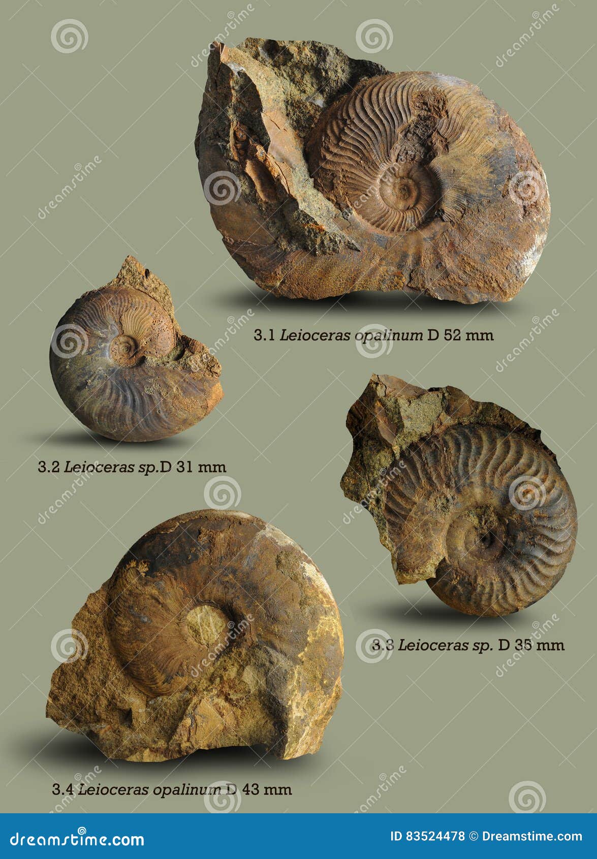 Illustrations For The Book On Paleontology. Stock Photo Image of