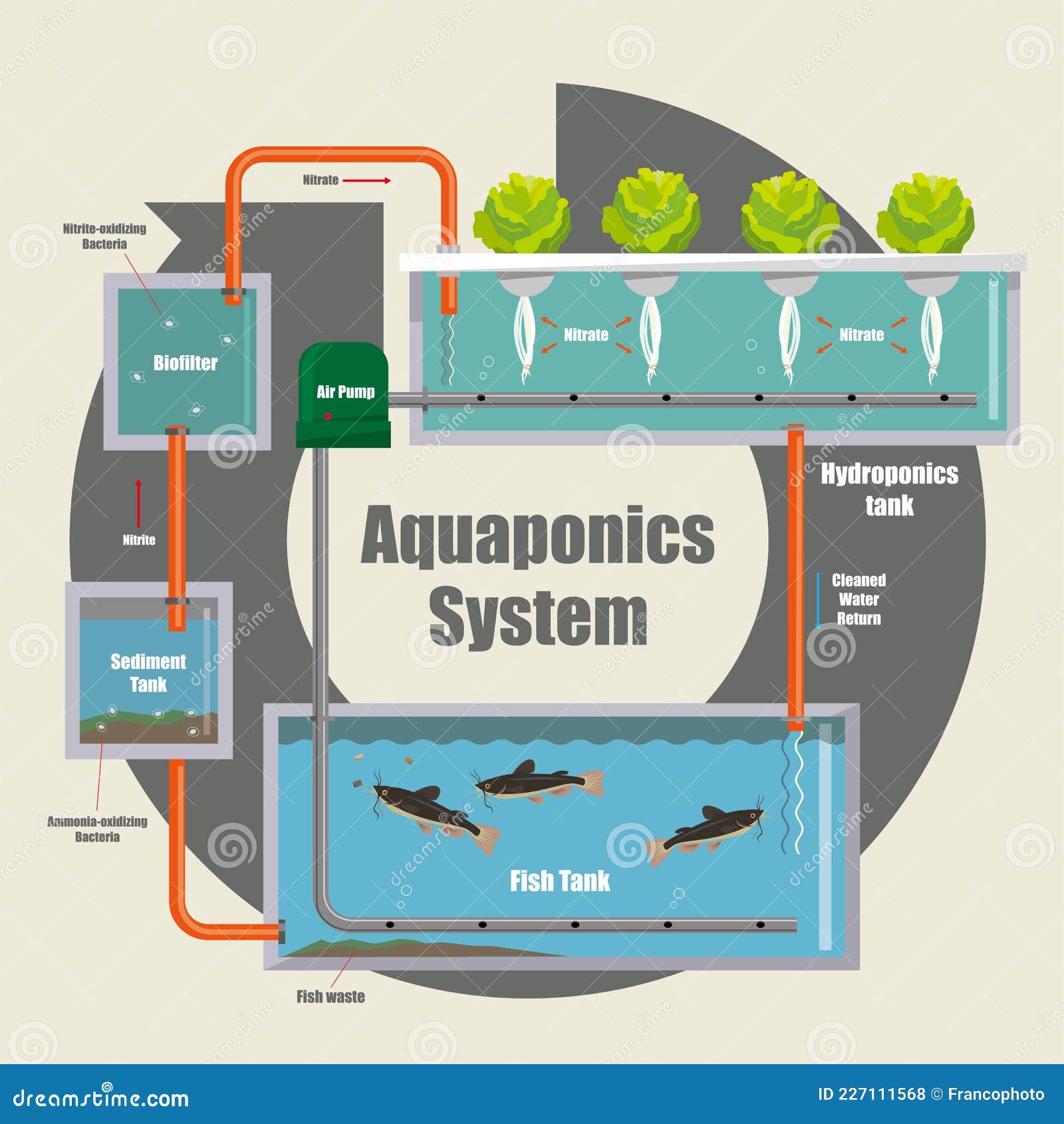 Aquaponics System In Smart Farming Method Flow Of Water And Nutritions ...