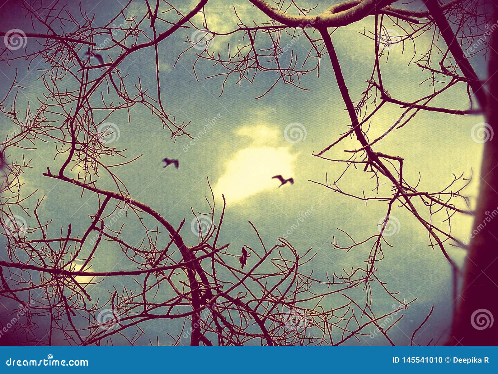 An Artistic Picture of a Leafless Tree Branches with Sky Background and
