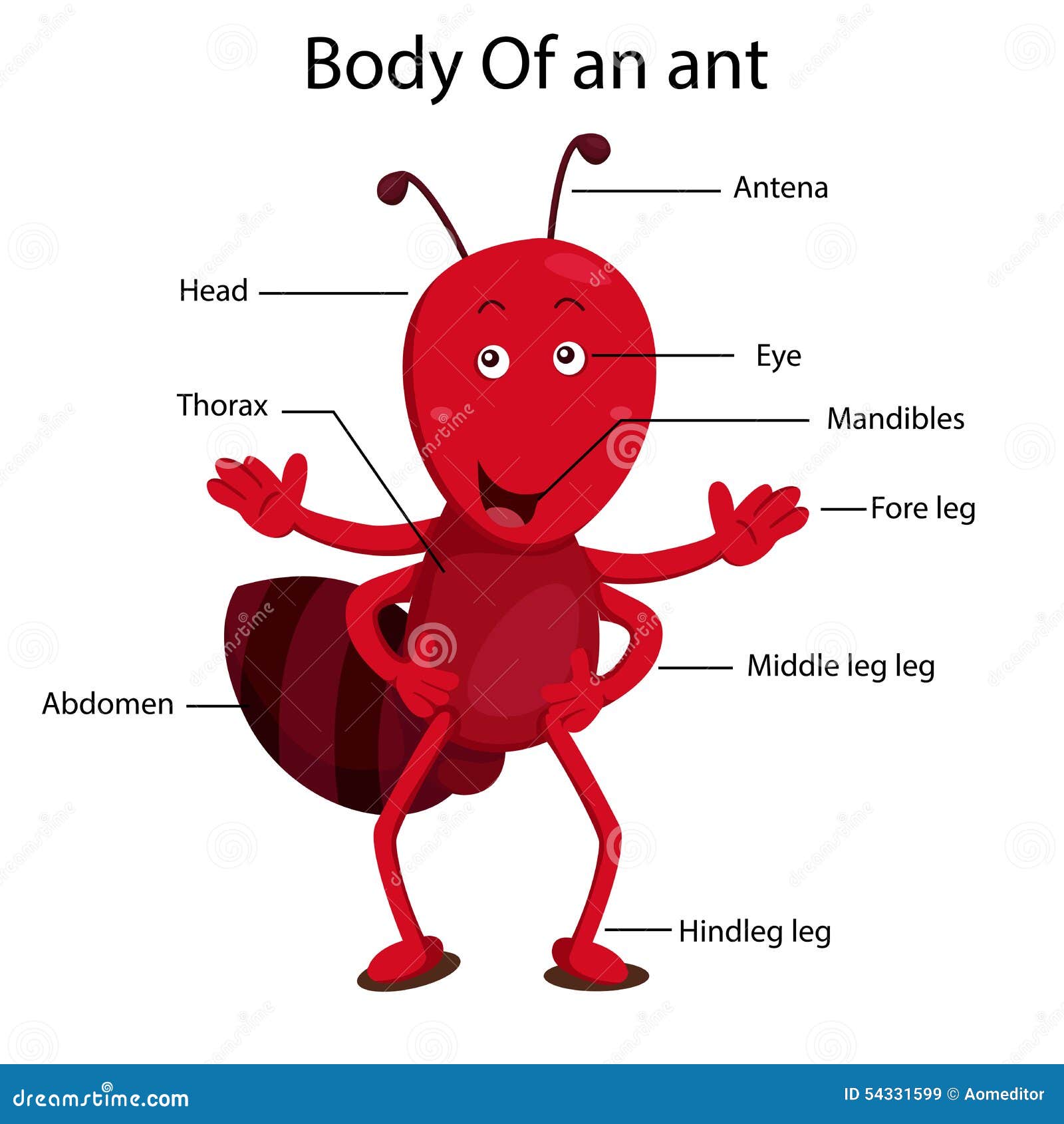Ant Body Parts Vector Illustration Cartoondealer Com 88316532