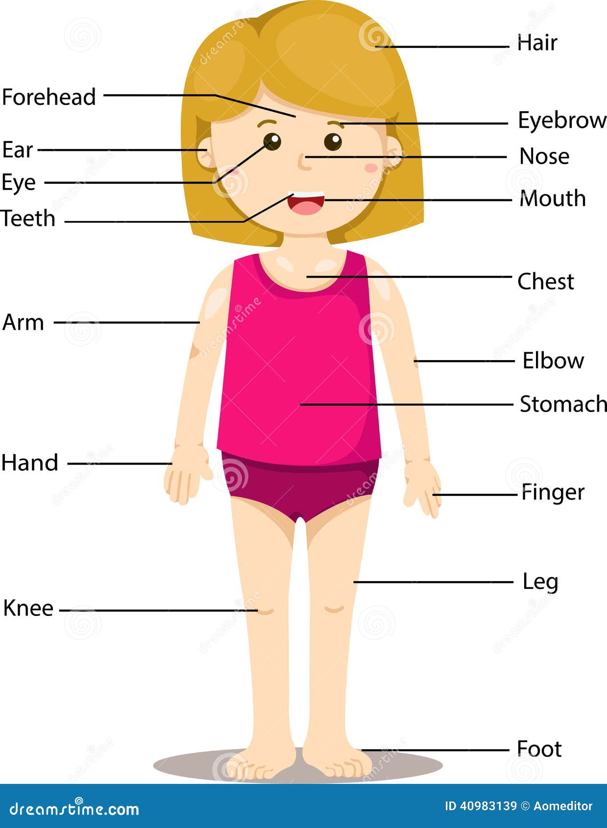 Illustrator Of Girl With Labeled Body Parts Illustration 40983139 Megapixl