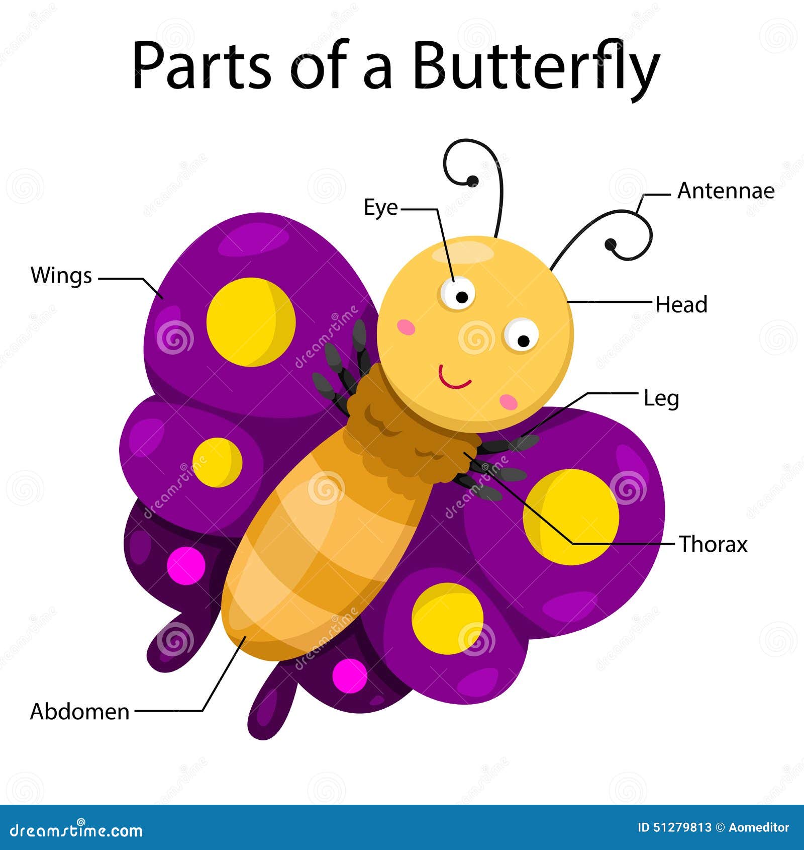 butterfly-body-parts-worksheet-butterfly-life-cycle-worksheet-have