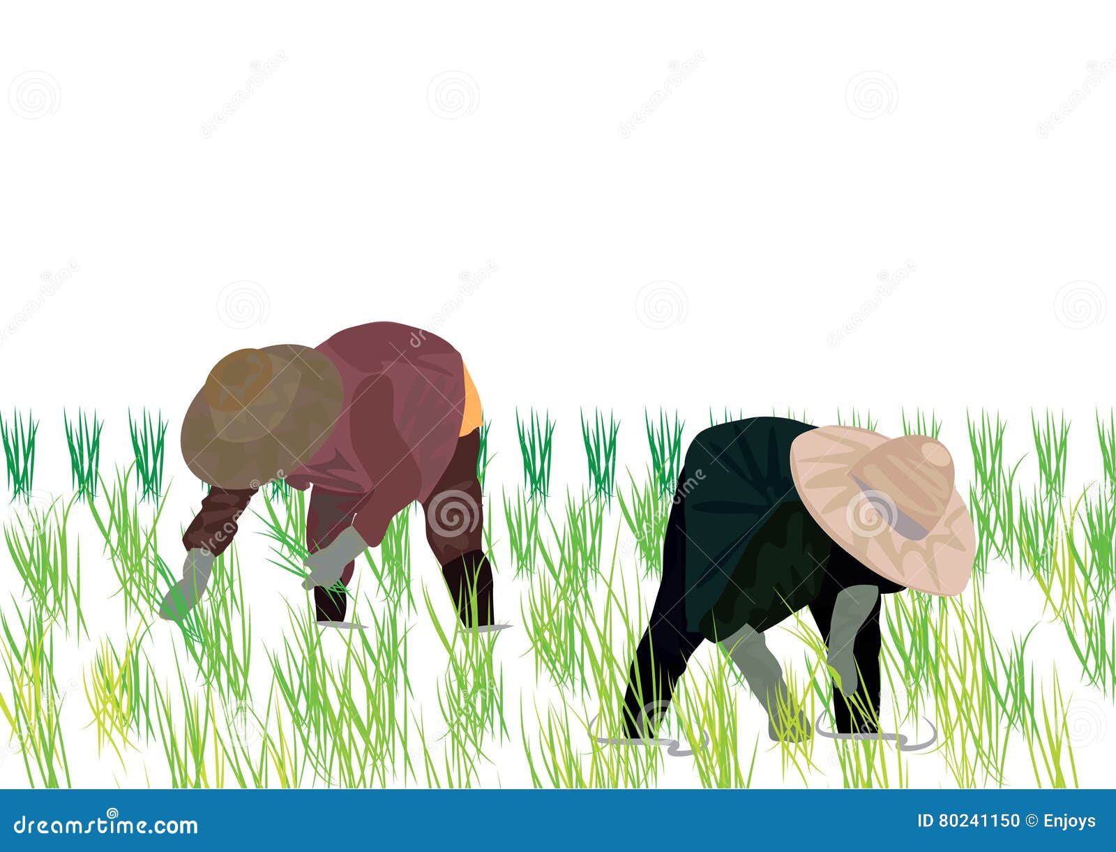 Illustrator-Thailand Farmers Rice Planting Working on White Background ...