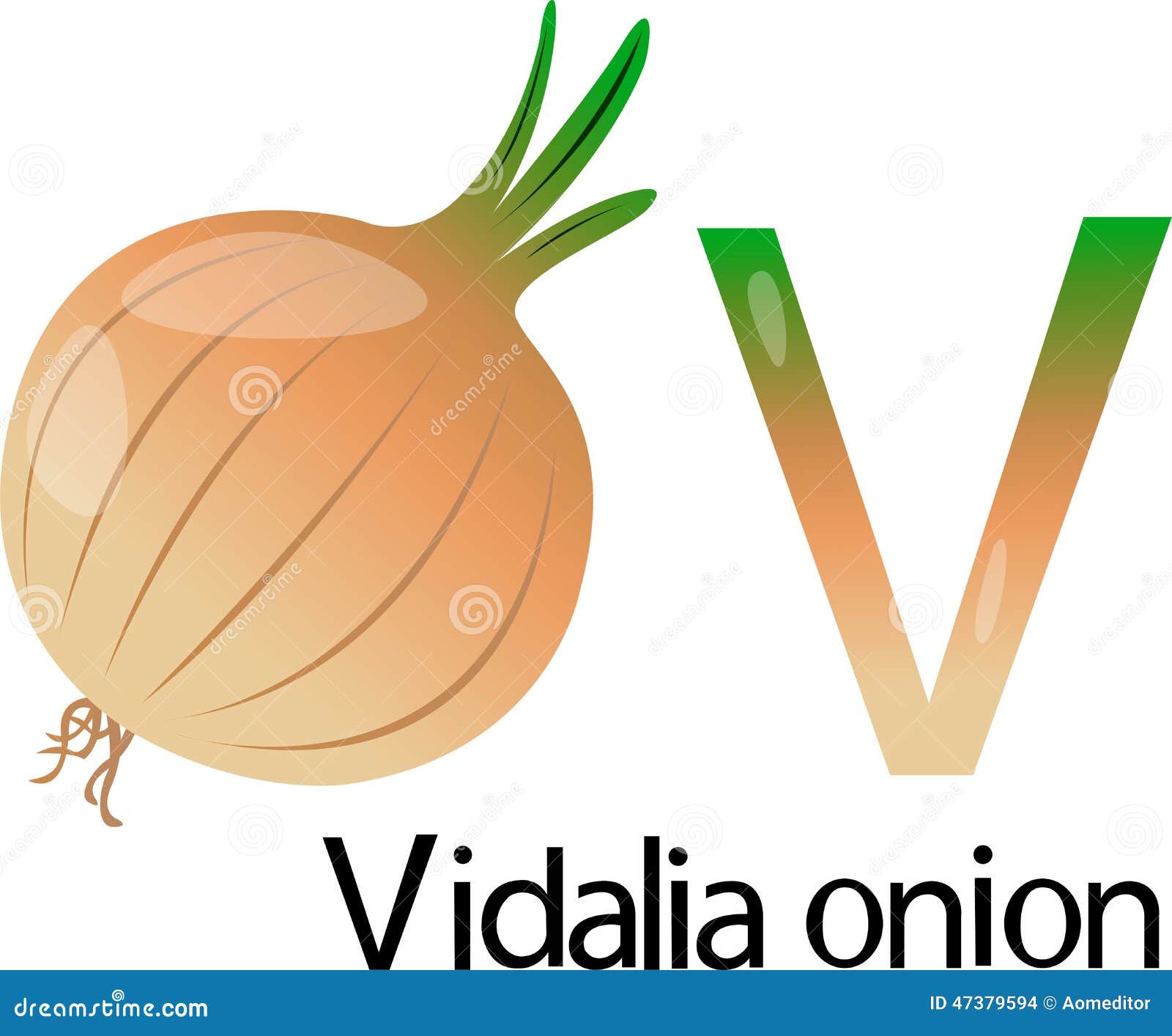Illustrator V Font with Vi Dalia Onion Stock Vector Illustration of