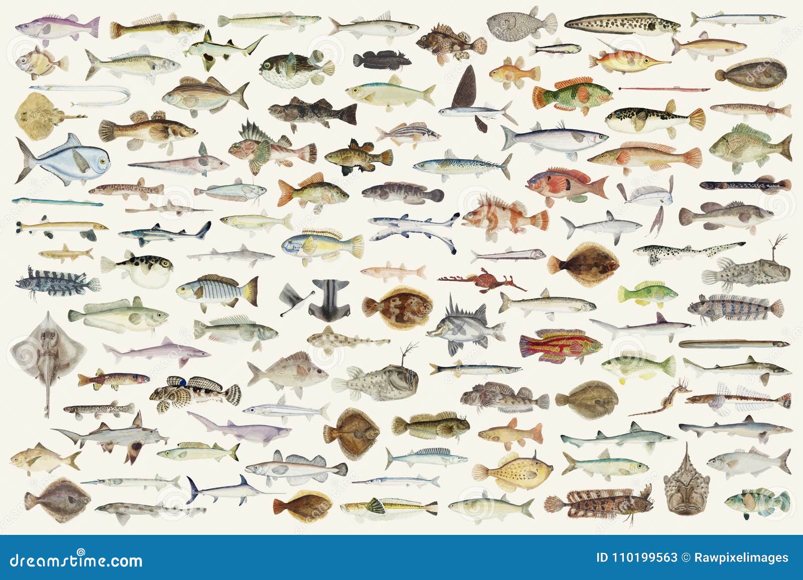Illustrazione colorata della raccolta del disegno del pesce