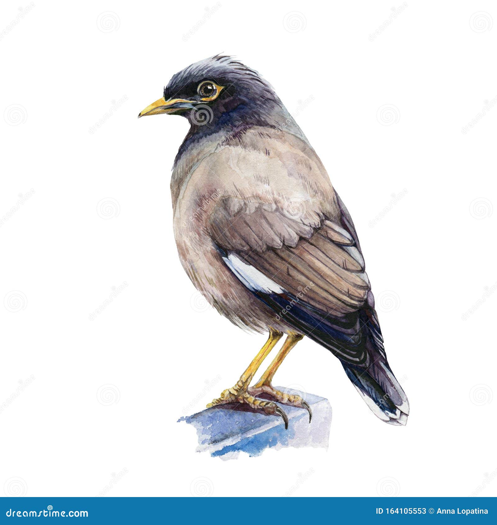 Illustrazione comune di acquavite di mynah Uccello indiano in piedi, immagine di chiusura a mano singola L'asia tropicale mynah i
