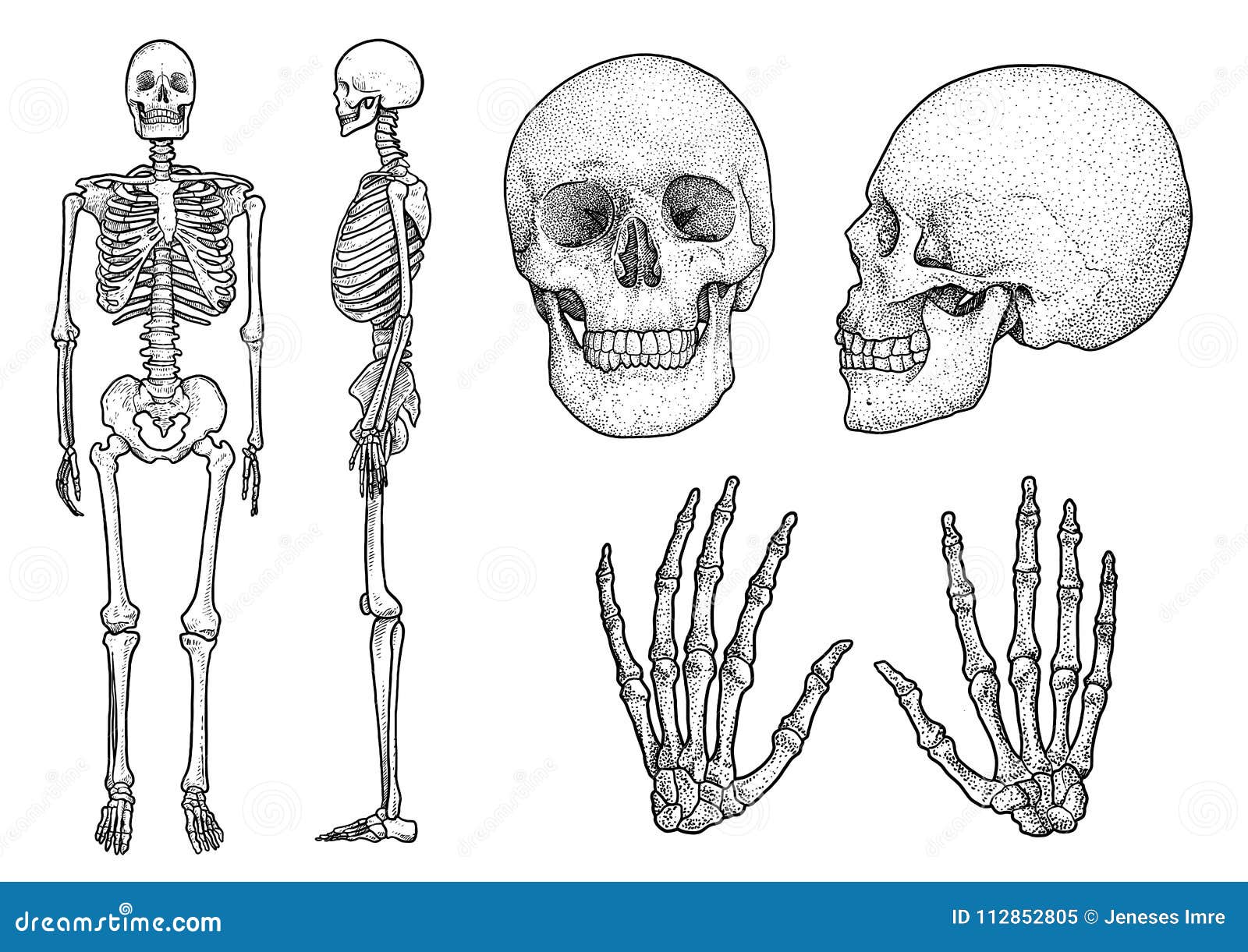 Illustrazione Di Scheletro Umana Della Raccolta Disegno Incisione Inchiostro Linea Arte Vettore Illustrazione Vettoriale Illustrazione Di Dettagliato Faccia