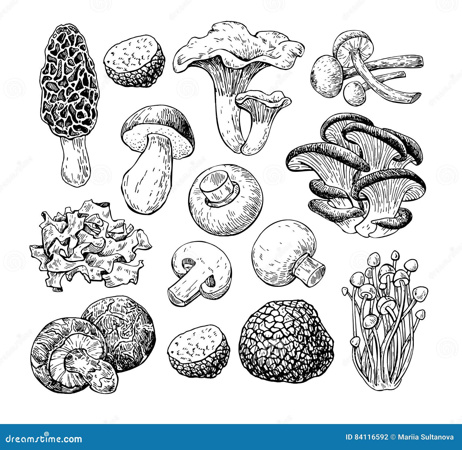 Illustrazione disegnata a mano di vettore del fungo Alimento di schizzo che disegna iso