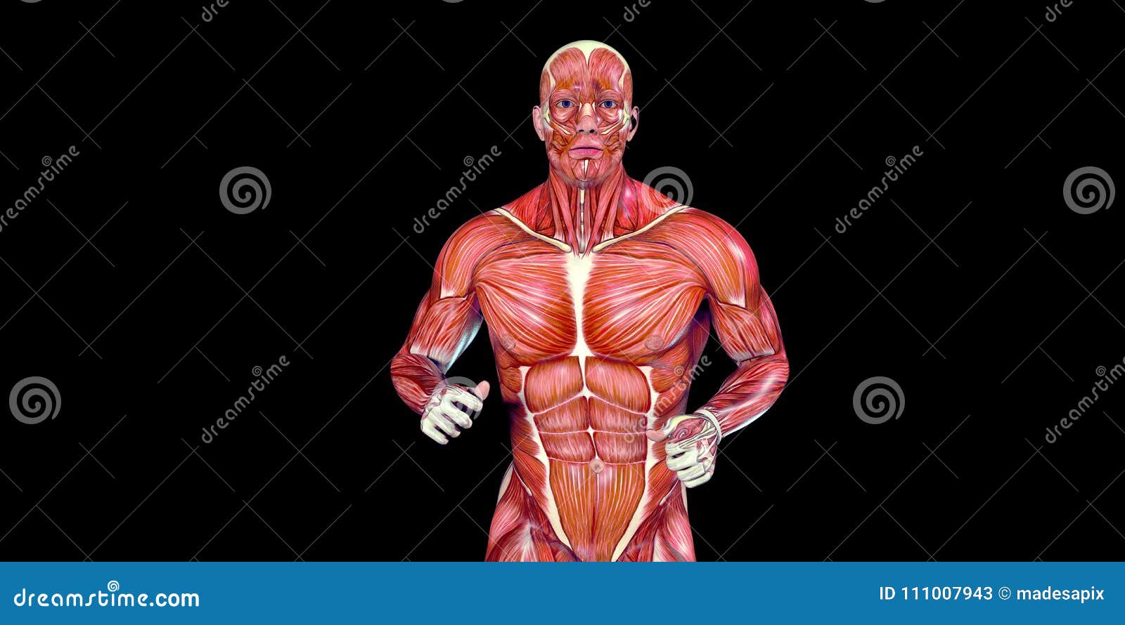Illustrazione Umana Di Anatomia Del Corpo Maschio Di Un Torso Umano Con