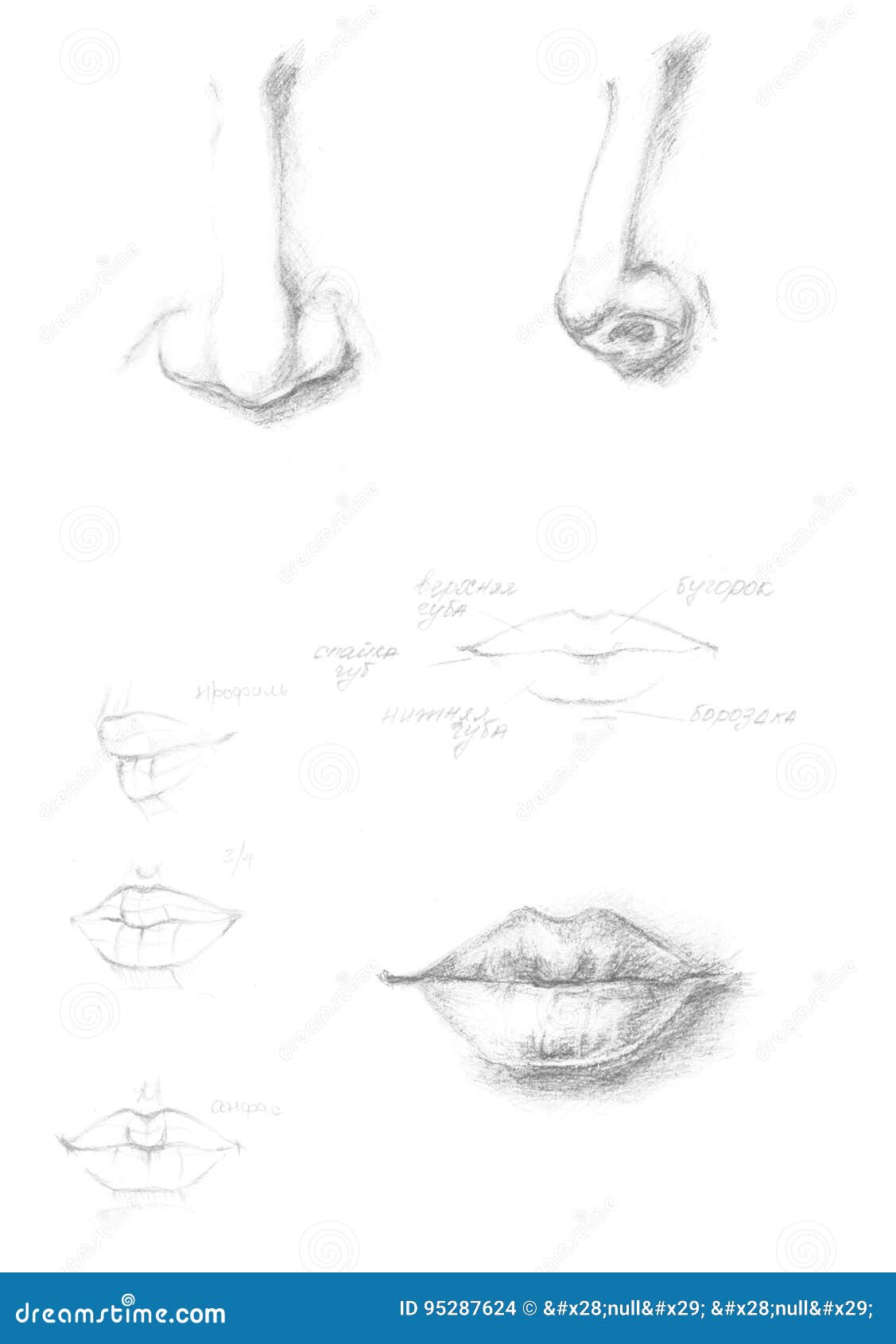 Illustrazione Umana Disegnata A Mano Dell Icona Delle Labbra E Del Naso Segno Grigio Del Disegno Di Spazzola Parte Dipinta A Ma Illustrazione Di Stock Illustrazione Di Isolato Nose