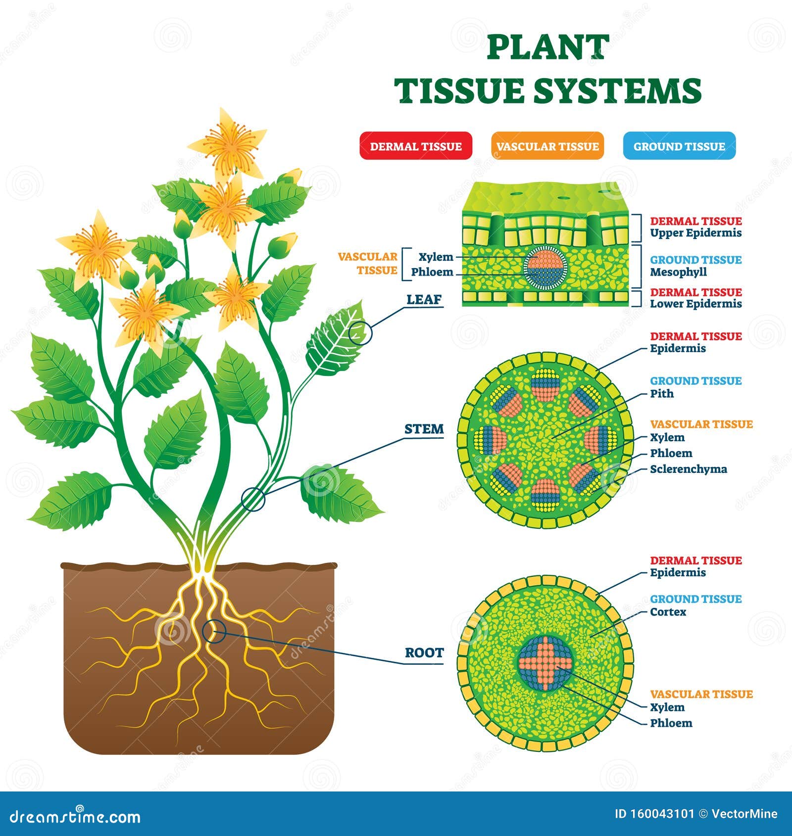 Plant tissues. Ткани растений схема. Схема растения. Структура растения. Строение растения схема.