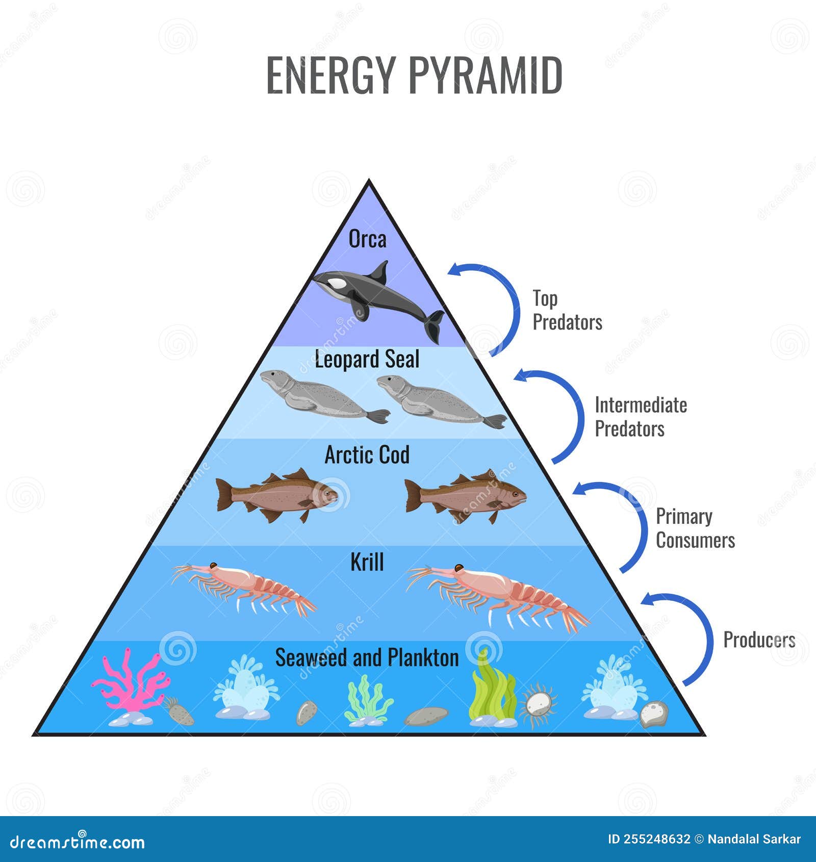 Illustrazione Vettoriale Della Piramide Energetica Artica