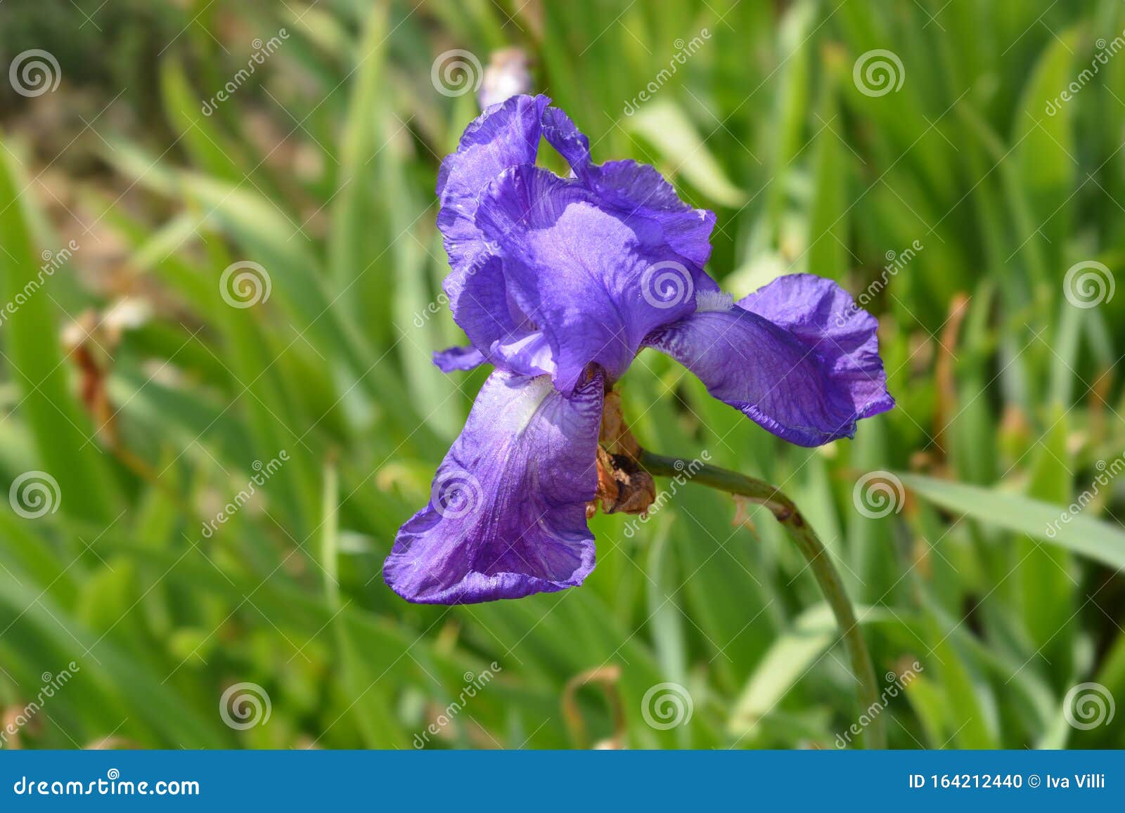 Illyrian iris stock photo. Image of green, illyrian 164212440
