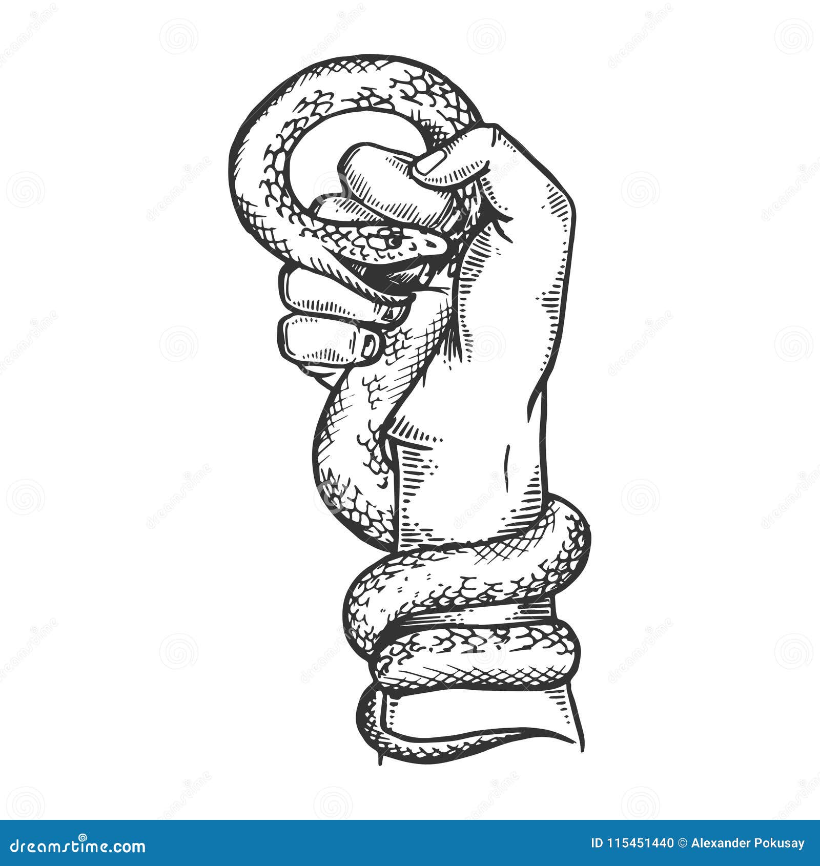 Vetores de Desenho De Cobra Cobra Esboço De Mão De Réptil Selvagem e mais  imagens de Colorindo - iStock