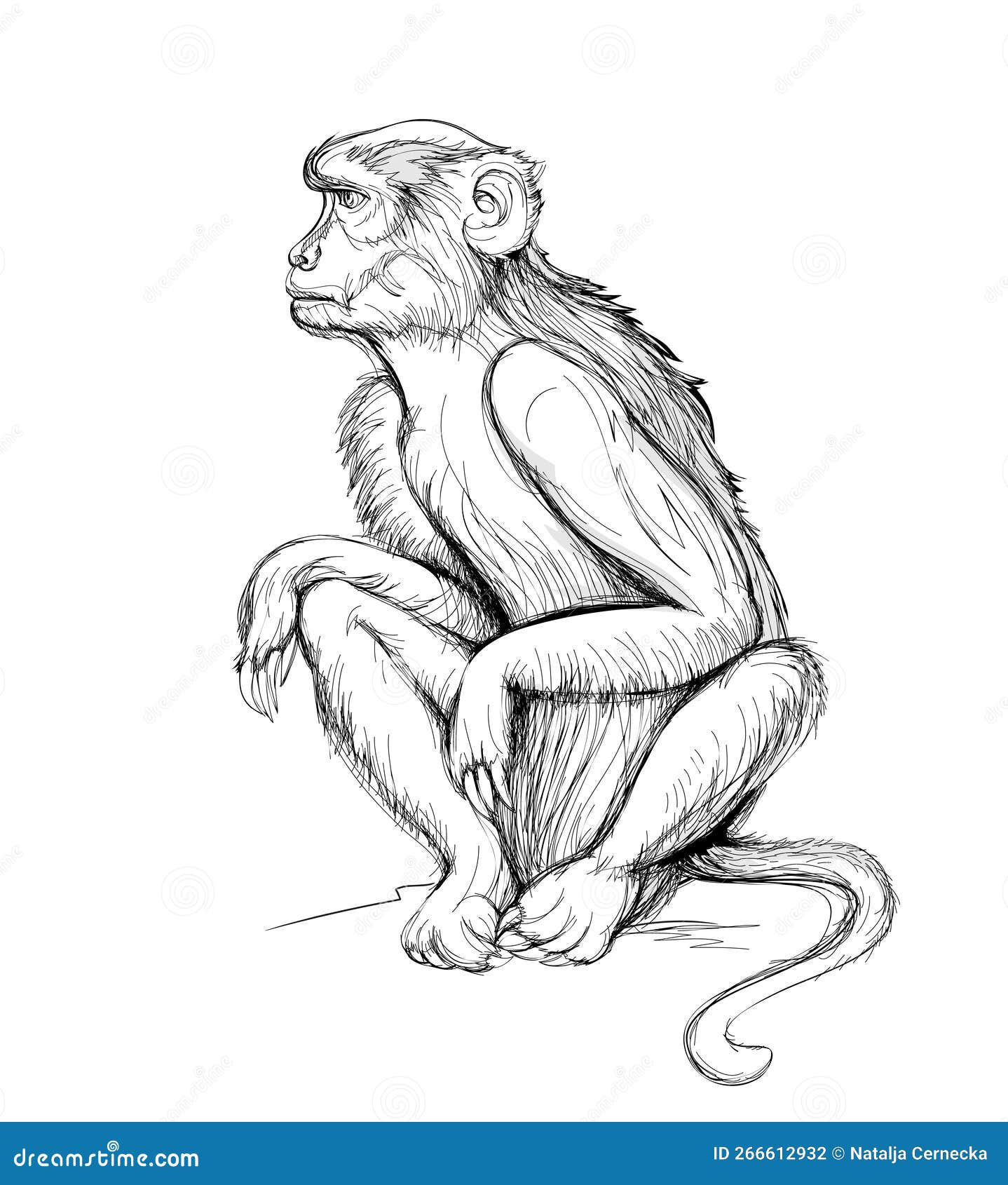 Macaco fofo e realista ilustração stock. Ilustração de criatura - 226678451