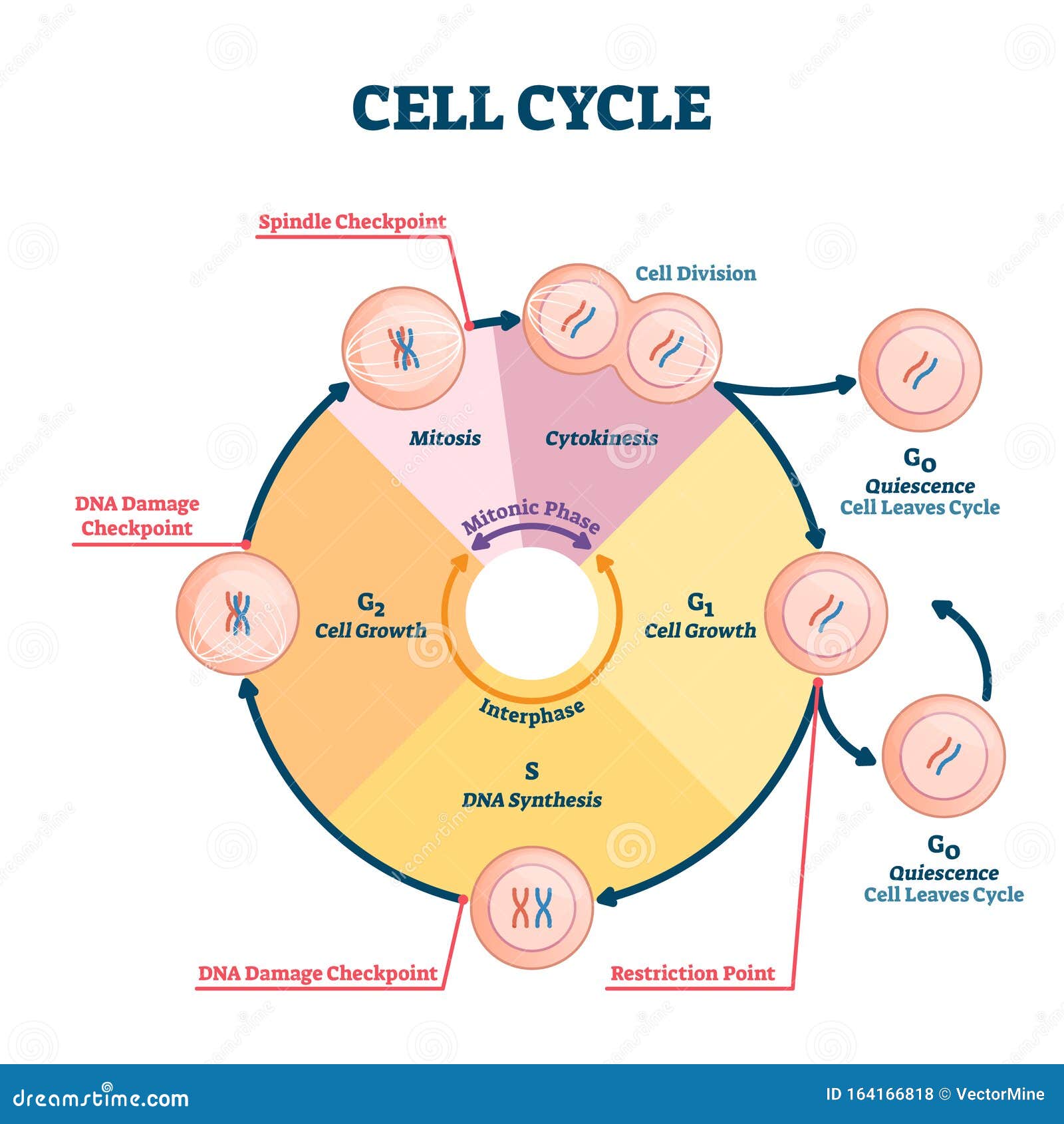 Fases do ciclo celular (artigo)