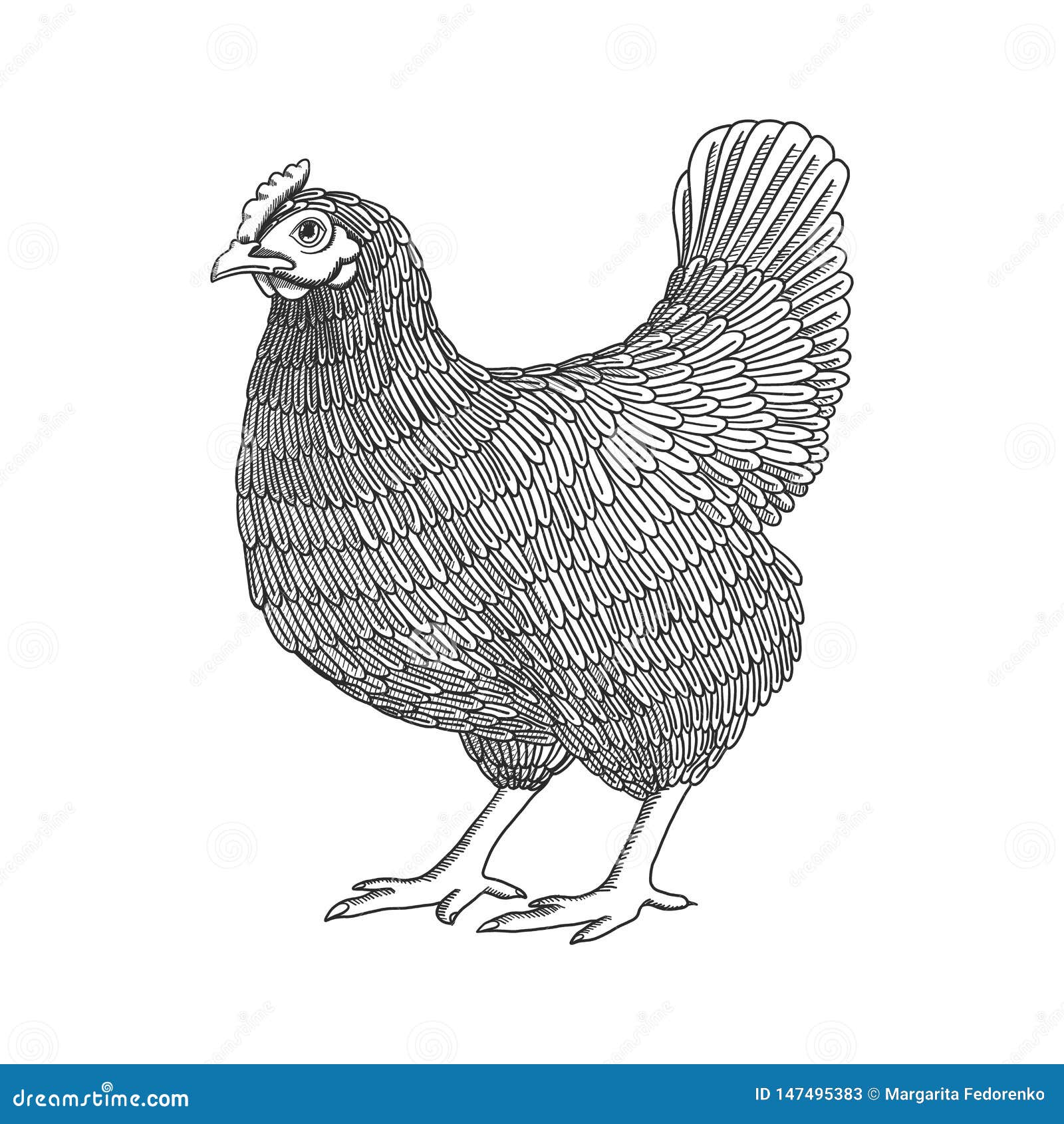 Como Desenhar Uma Galinha  Chicken drawing, Animal drawings, Bird