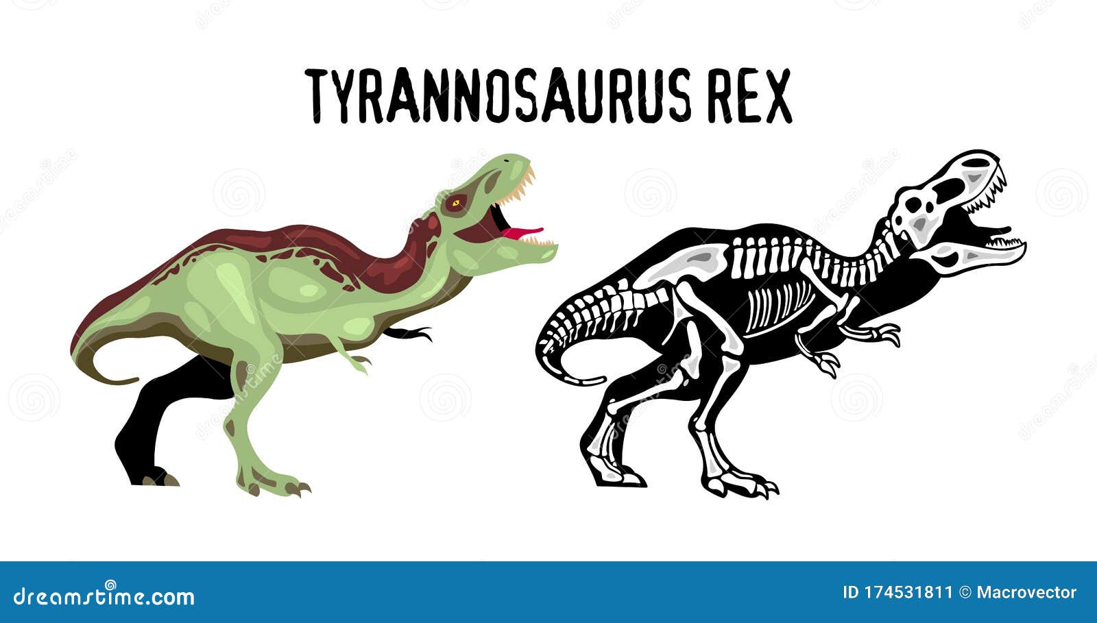 Cartoon Tyrannosaurus Rex Em Nuca Branca Ilustração do Vetor - Ilustração  de predador, dino: 157561602