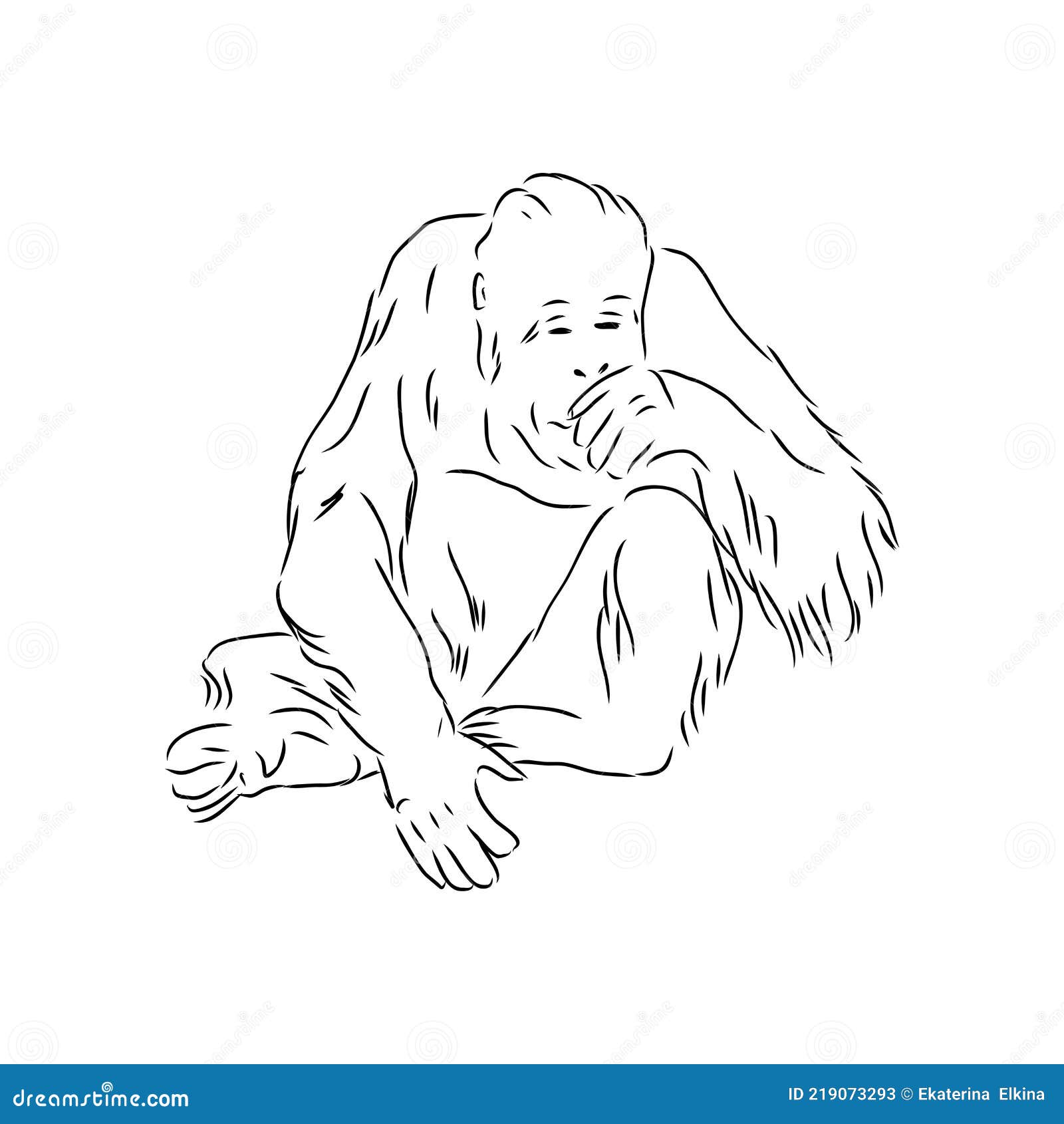 Ilustração Vetorial. Desenho Realista Desenhado à Mão De Um Orangotango  Macaco Ilustração do Vetor - Ilustração de cara, indonésia: 219073293