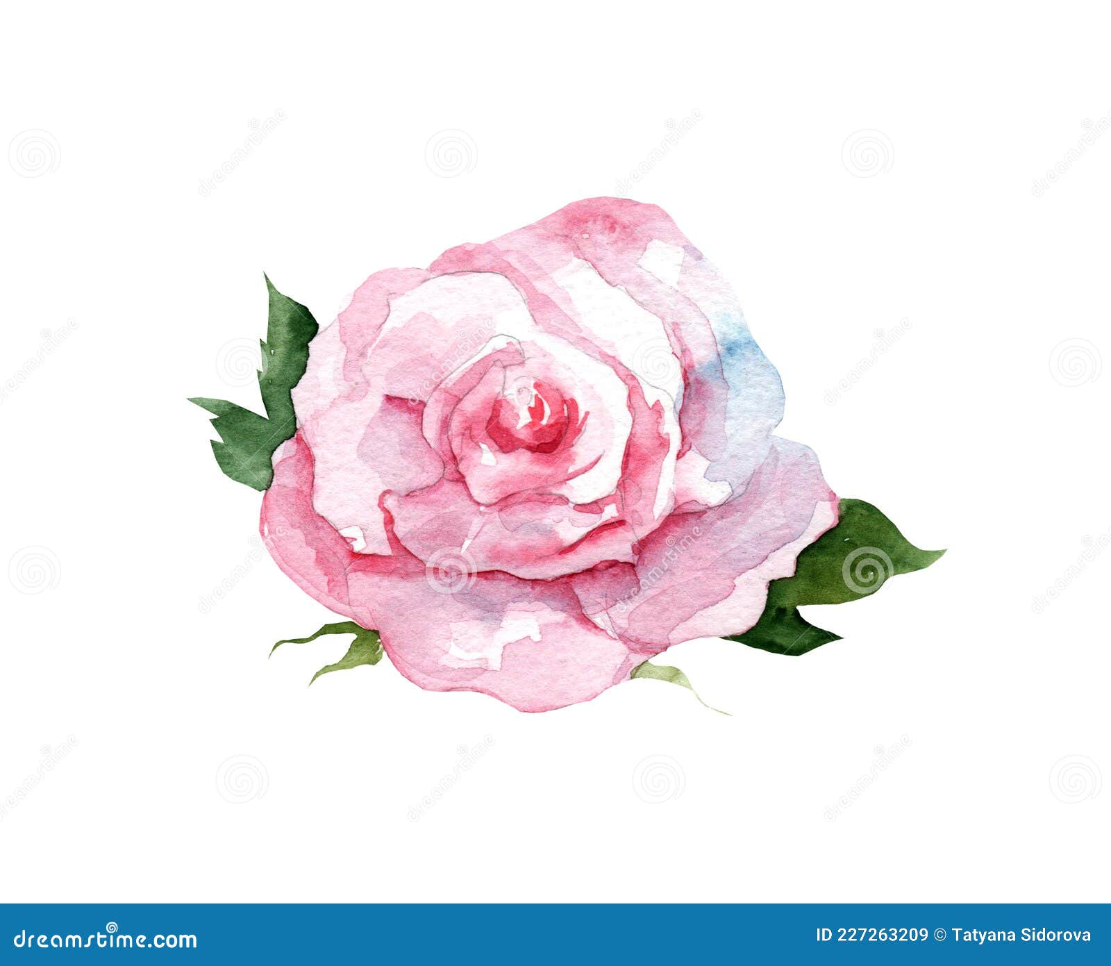 Adviento Insignificante Procesando Ilustración Acuarela De Una Rosa Rosa Rosa Con Hojas Sobre Fondo Blanco.  Botánica De Dibujo Manual. Stock de ilustración - Ilustración de  vacaciones, primer: 227263209