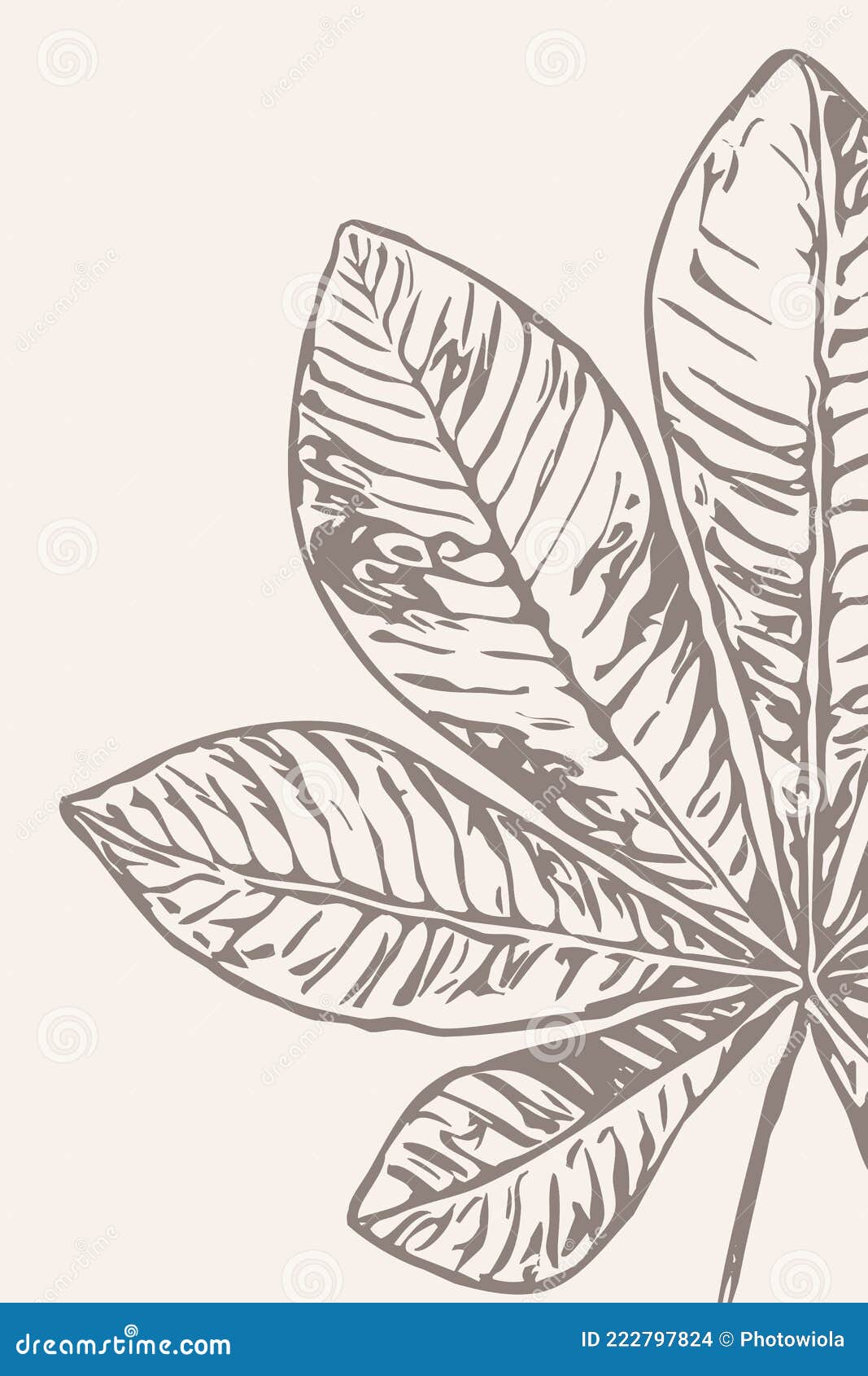 Ilustración Botánica Mínima Imprimible. Diseño De Folletos Para Portadas De  Postales. Ilustración del Vector - Ilustración de flor, papel: 222797824