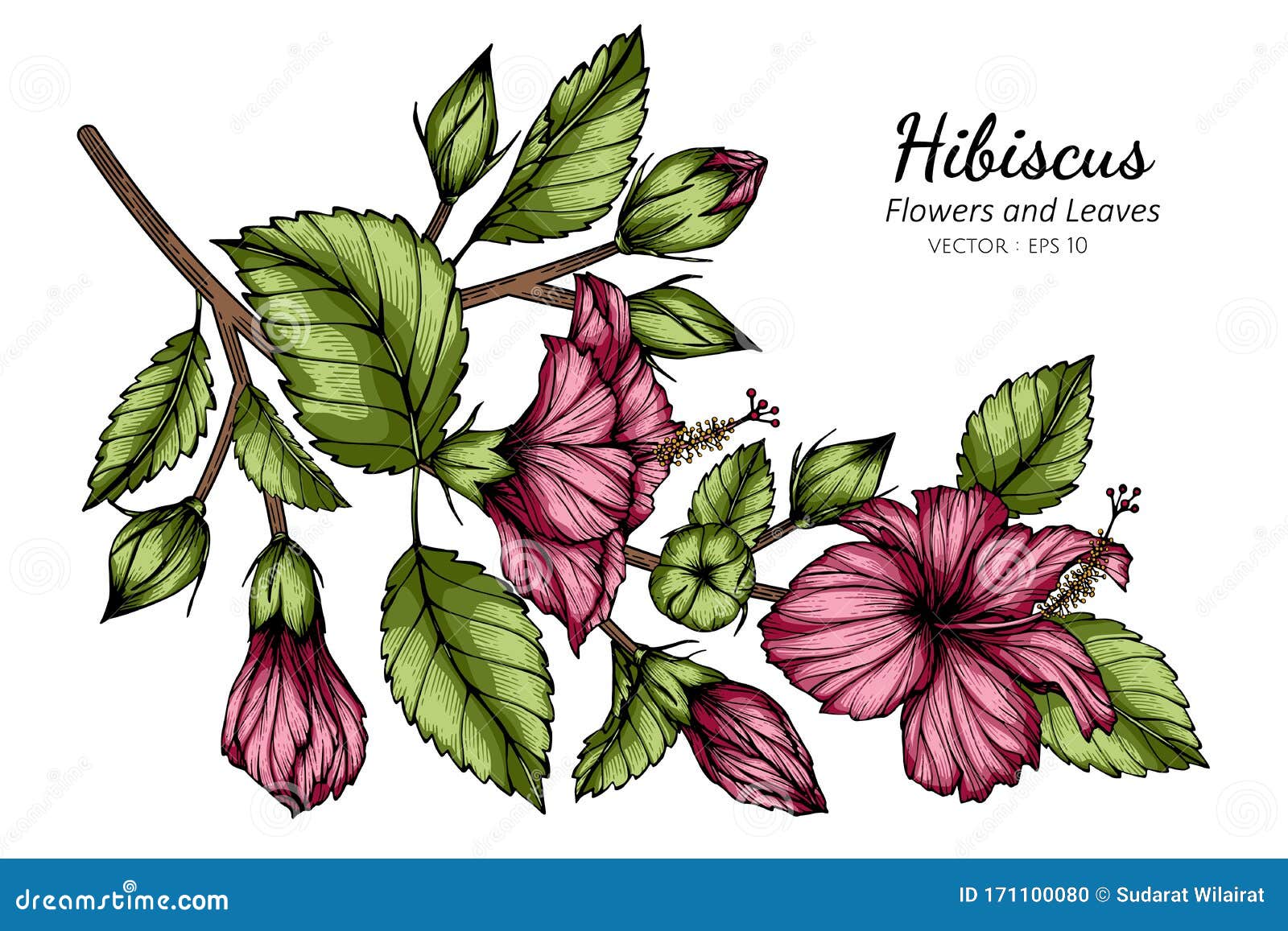 Ilustración De Dibujo De Flores Y Hojas De Hibiscus Rosado Con Arte Lineal Sobre Fondo Blanco Ilustración del Vector - Ilustración de arte, flor: 171100080 Ilustración De Dibujo De Flores Y Hojas De Hibiscus Rosado Con Arte Lineal Sobre Fondo Blanco Ilustración del Vector - Ilustración de arte, flor: 171100080