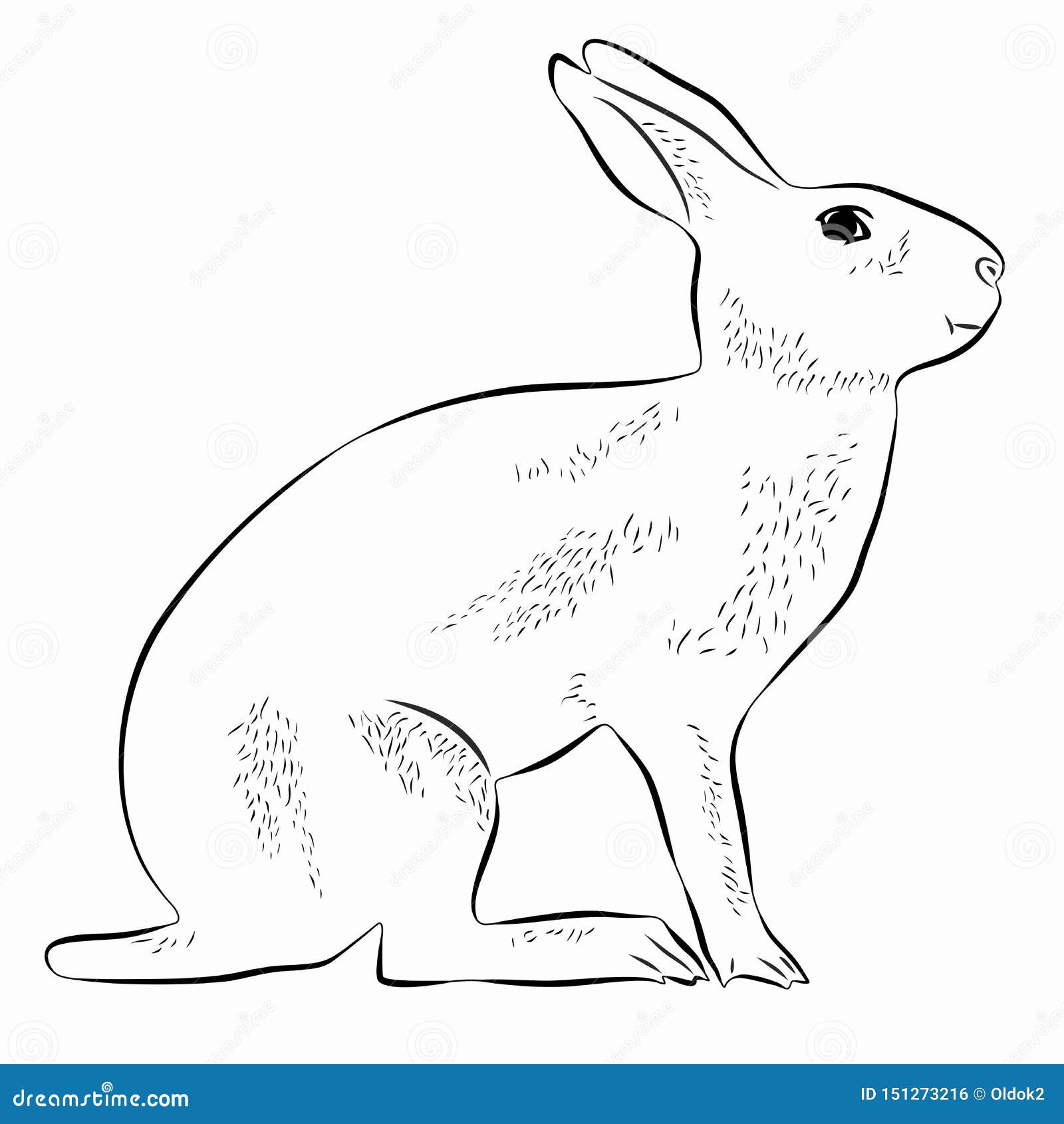 Ilustración De Liebre , Dibujo Vectorial Ilustración del Vector -  Ilustración de herbivoro, extracto: 151273216