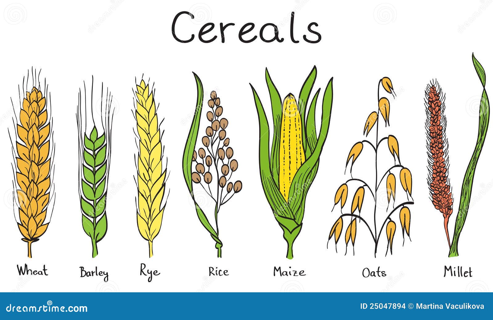 Ilustración a Mano De Los Cereales Ilustración del Vector - Ilustración de  rural, garabato: 25047894