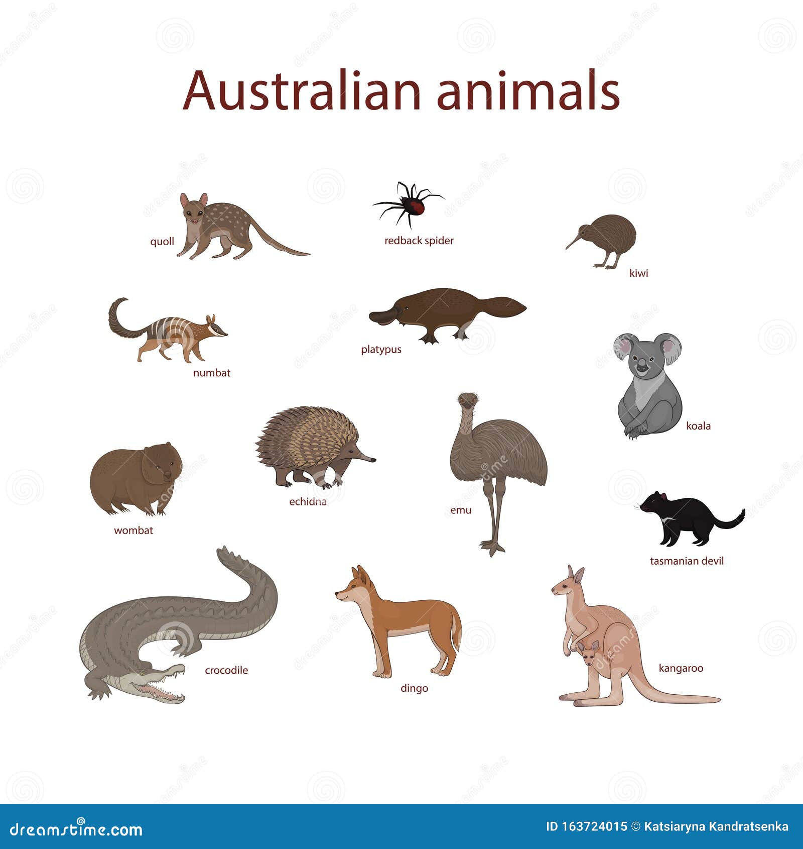 Ilustración Vectorial, Conjunto De Dibujos Animados De Animales  Australianos Quoll, Araña Roja, Kiwi, Entuat, Platypus, Koala, Wo  Ilustración del Vector - Ilustración de perro, australiano: 163724015