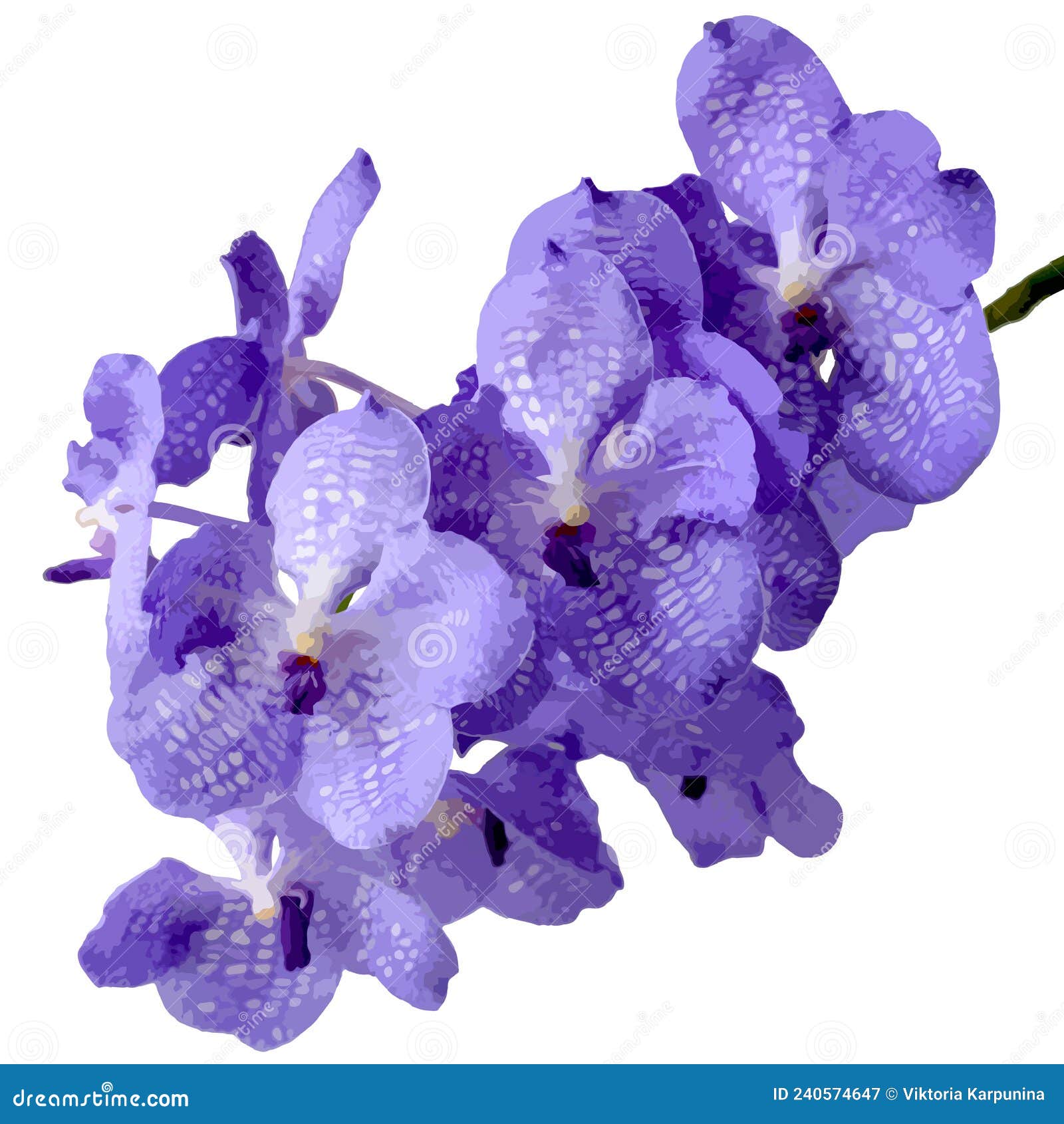 Ilustración Vectorial De La Flor Orquídea Vanda Azul Ilustración del Vector  - Ilustración de belleza, postal: 240574647
