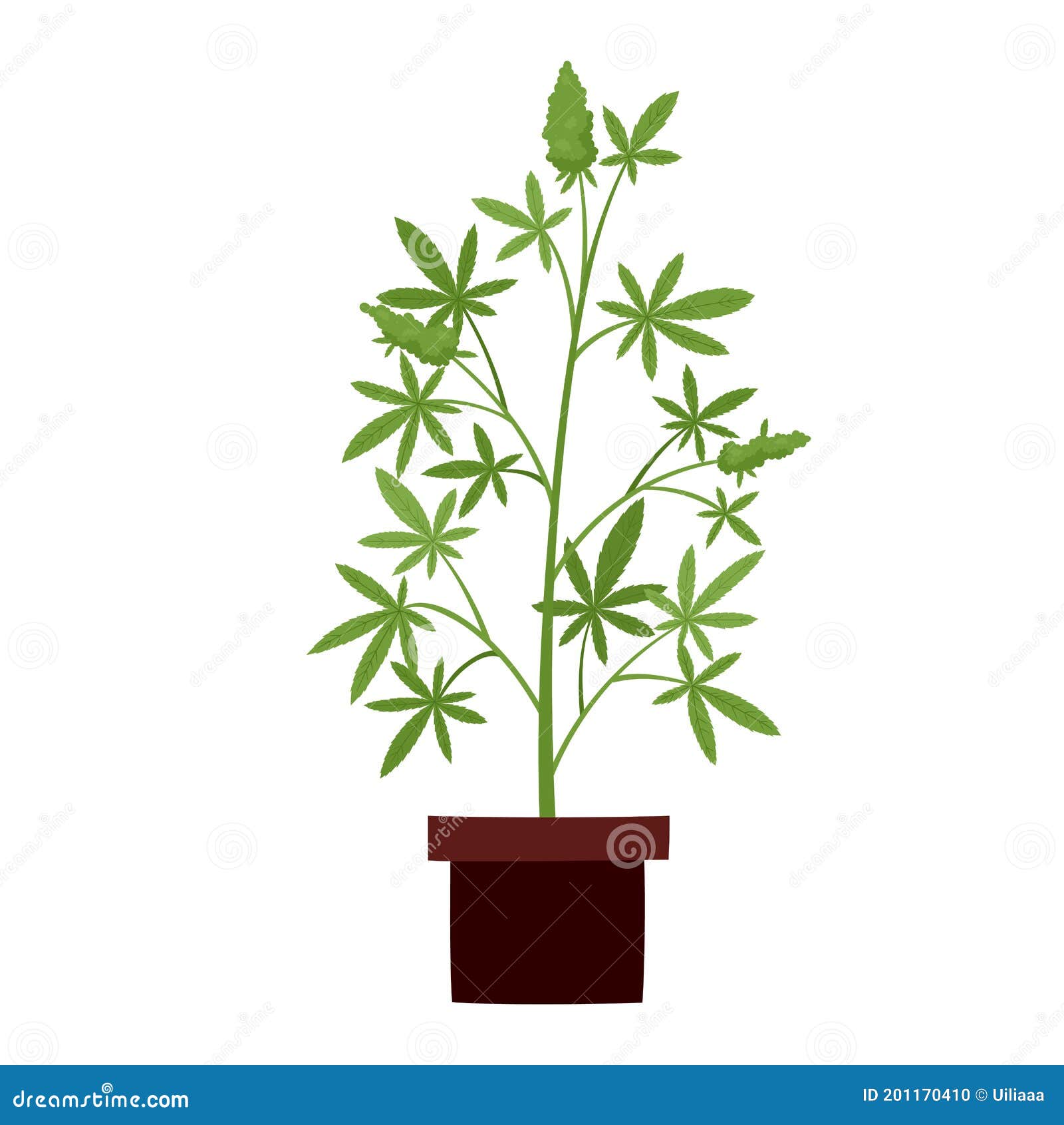 Ilustración Vectorial De La Planta De Cannabis En La Olla Aislada En  Blanco. Ilustración del Vector - Ilustración de houseplant, droga: 201170410