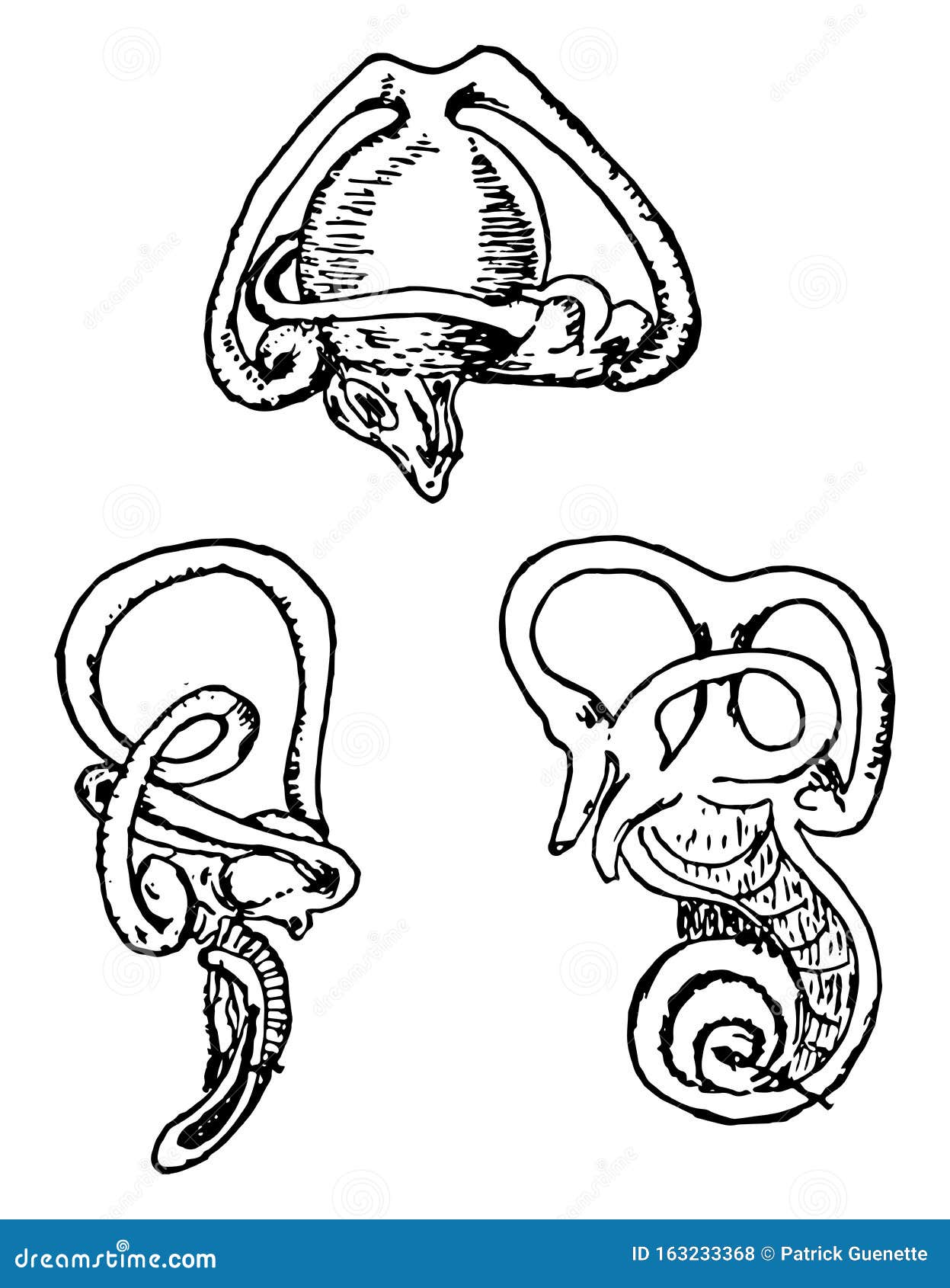 Ilustración Vintage De Los Oídos De Los Animales Ilustración del Vector - Ilustración de vector, vendimia: 163233368 Ilustración Vintage De Los Oídos De Los Animales Ilustración del Vector - Ilustración de vector, vendimia: 163233368